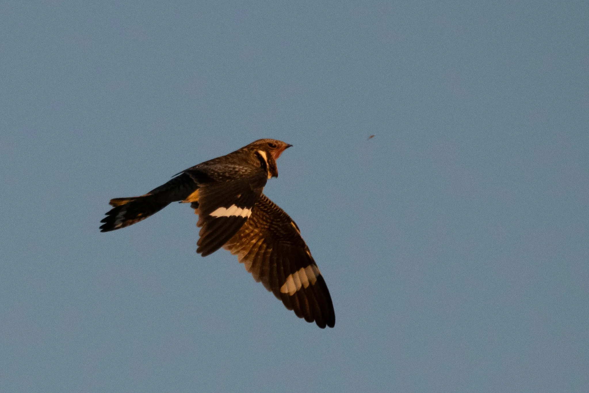 CONI_20250531_Smoke Creek Bridge, NV-16.jpg