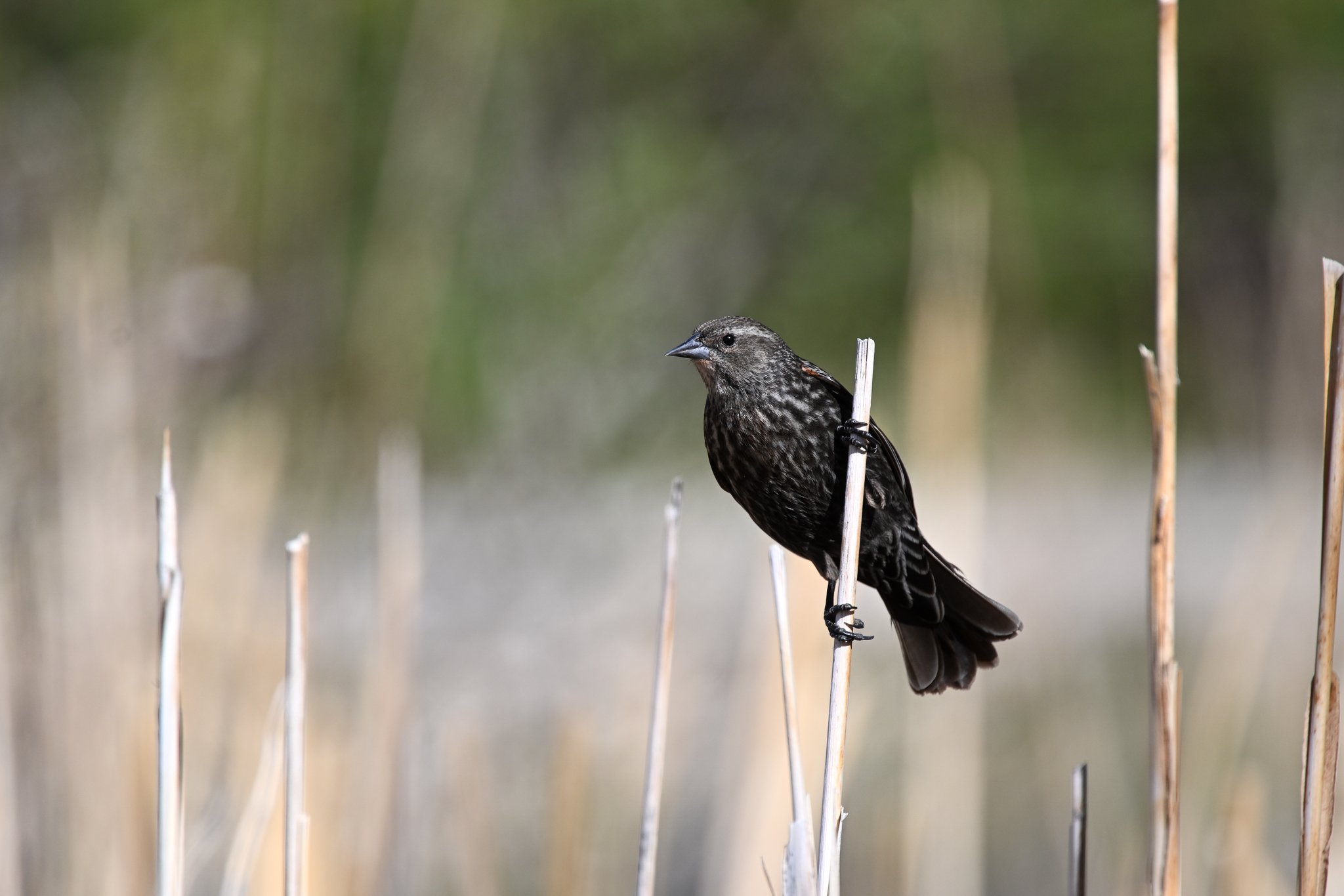 RWBL_20250501_Rancho San Rafael, NV-2.jpg