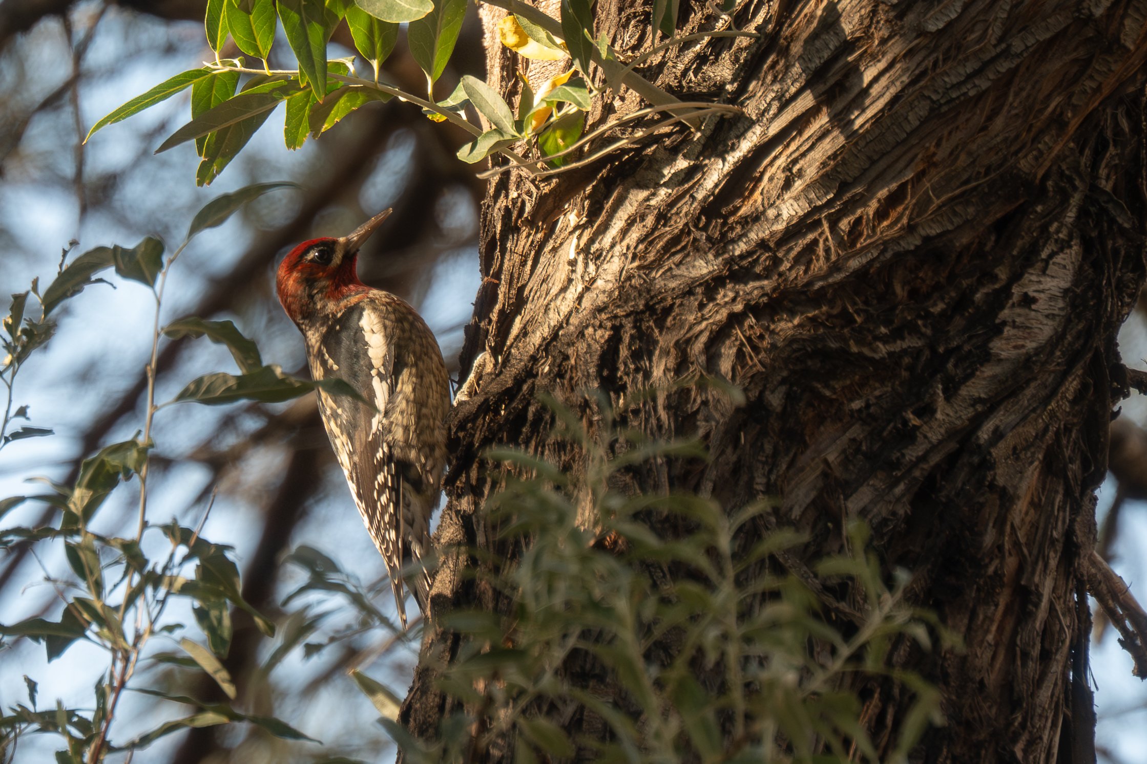 RN x RBSA_20251005_Parker Ranch, Gerlach, NV-2.jpg
