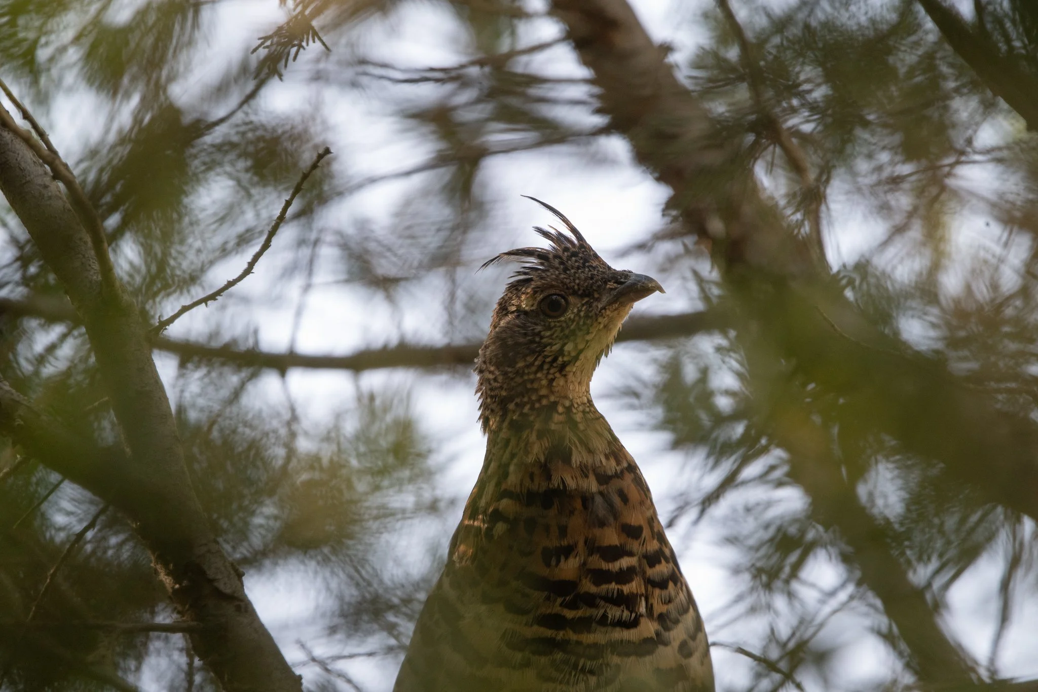 RUGR_20250727_Jarbidge, NV-2.jpg