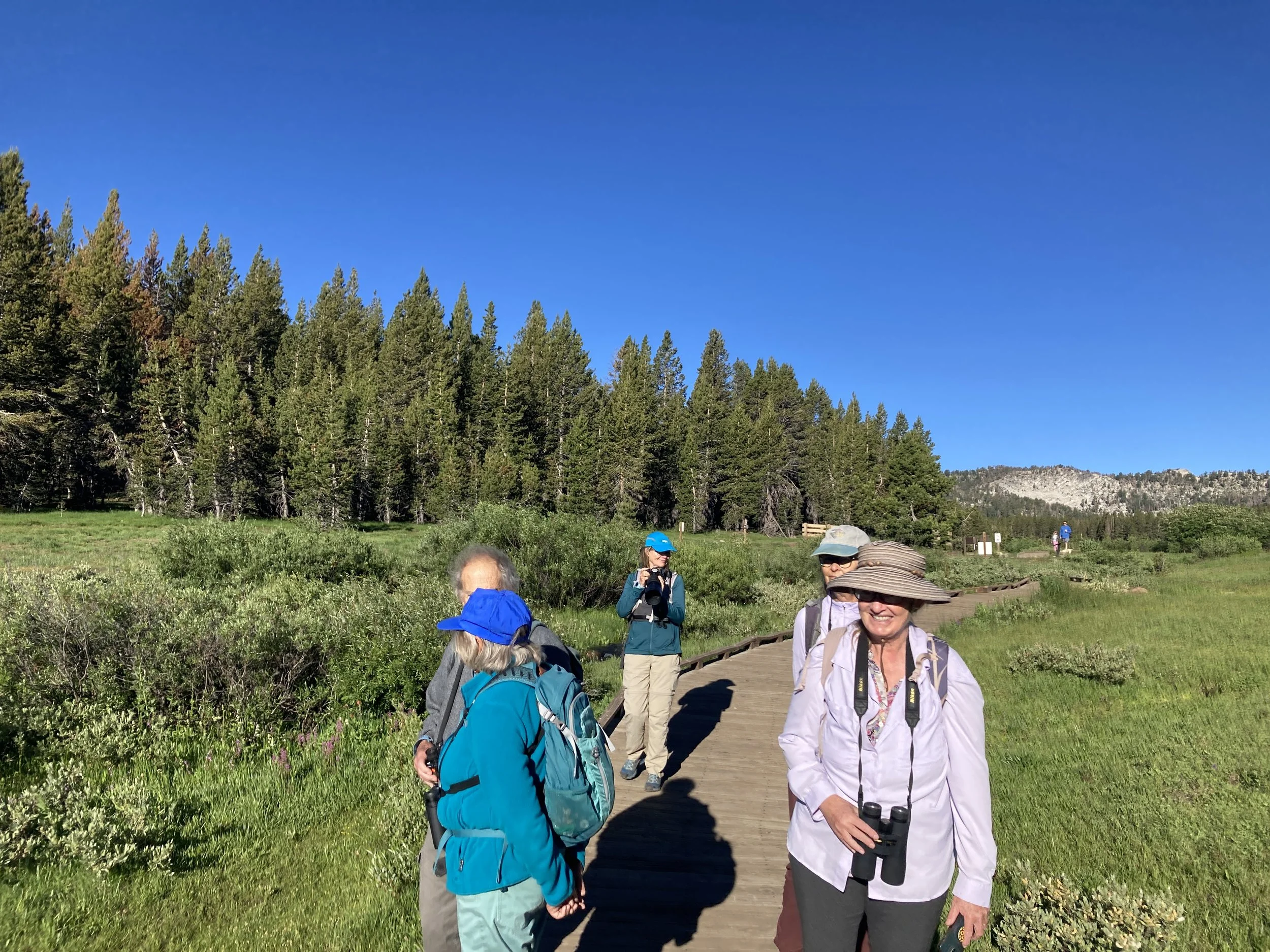 Tahoe Meadows- learning to bird by ear!