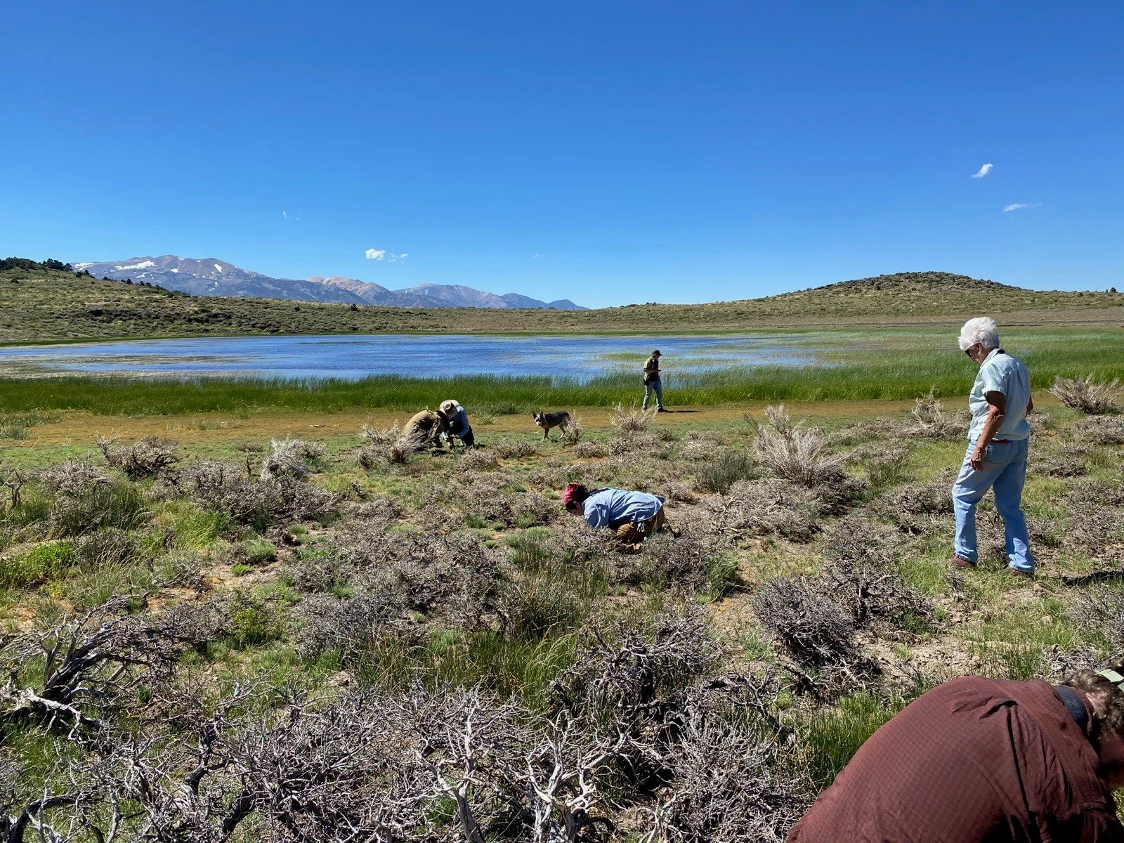 Pinyon-juniper Bioblitz in the Bodie Hills 2024. Photo credit: Ned Bohman