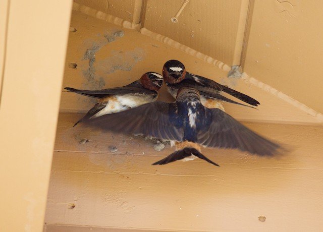 Cliff Swallows, Pinyon-Juniper Bioblitz, 2024. Photo credit: Ned Bohman