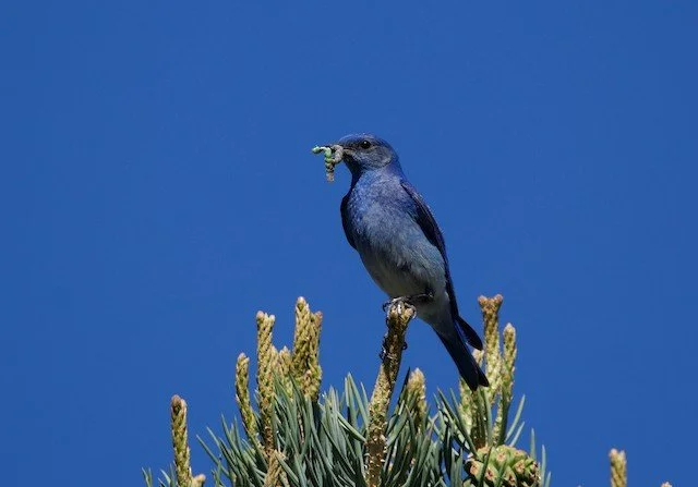 Mountain Bluebird, Pinyon-juniper Bioblitz, 2024. Photo credit: Ned Bohman