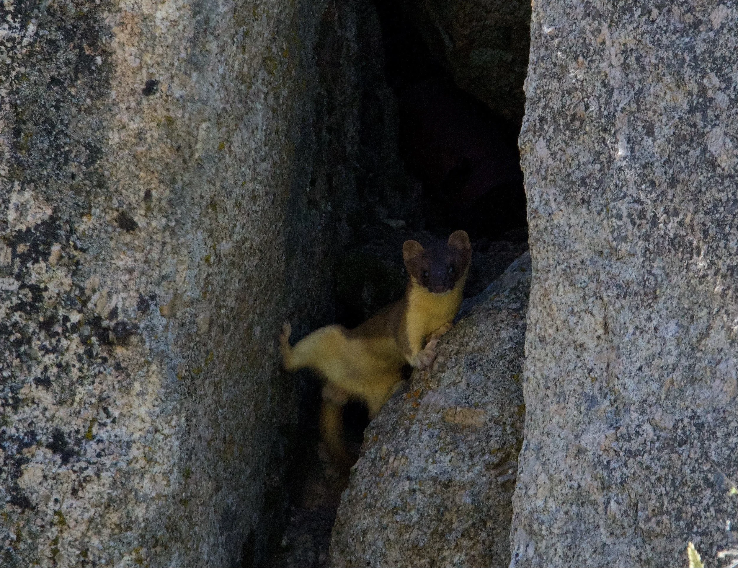 Long-tailed Weasel, Pinyon-juniper Bioblitz, 2024. Photo credit: Ned Bohman 