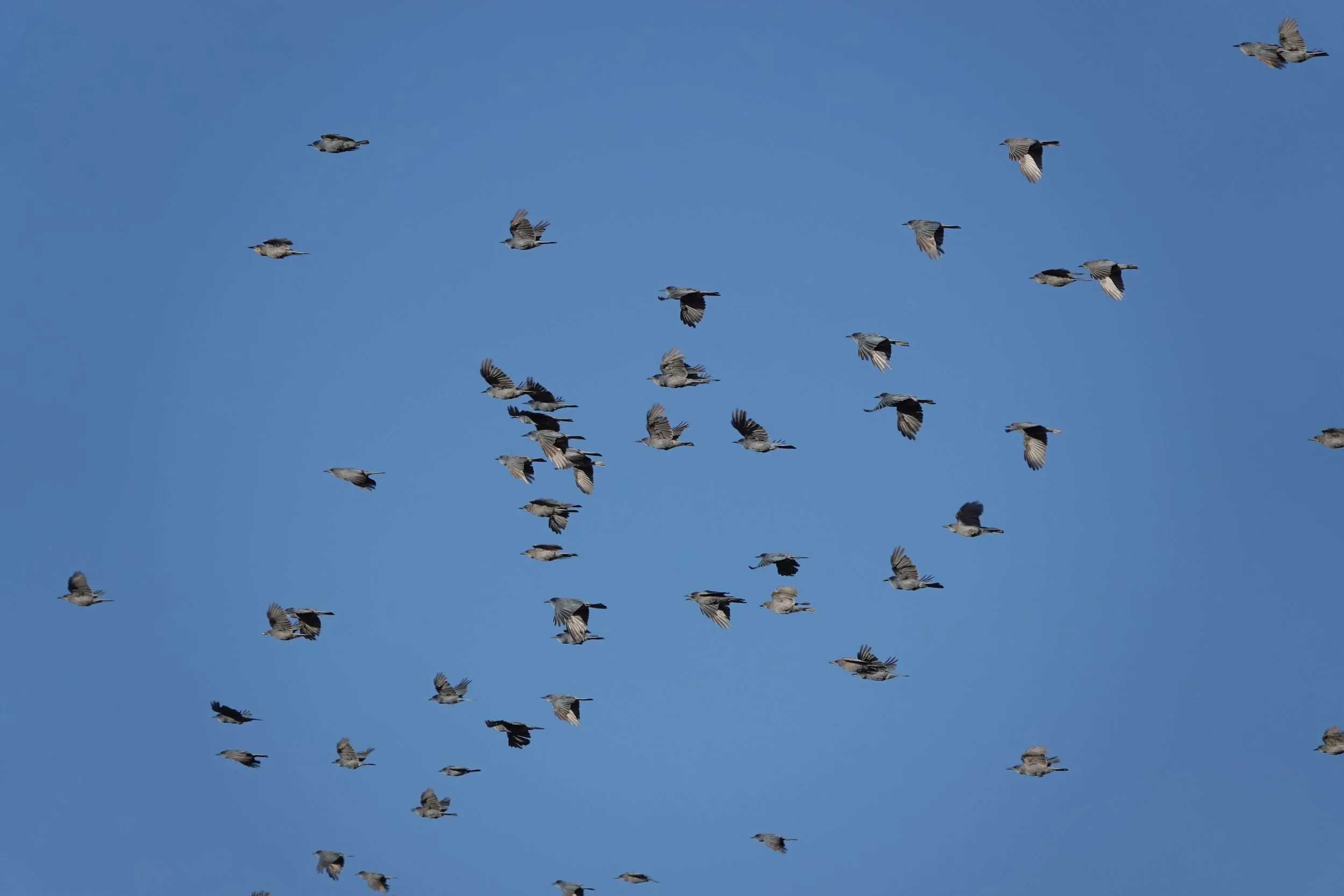 Pinyon Jay Flock. Photo credit: Bobby Wilcox