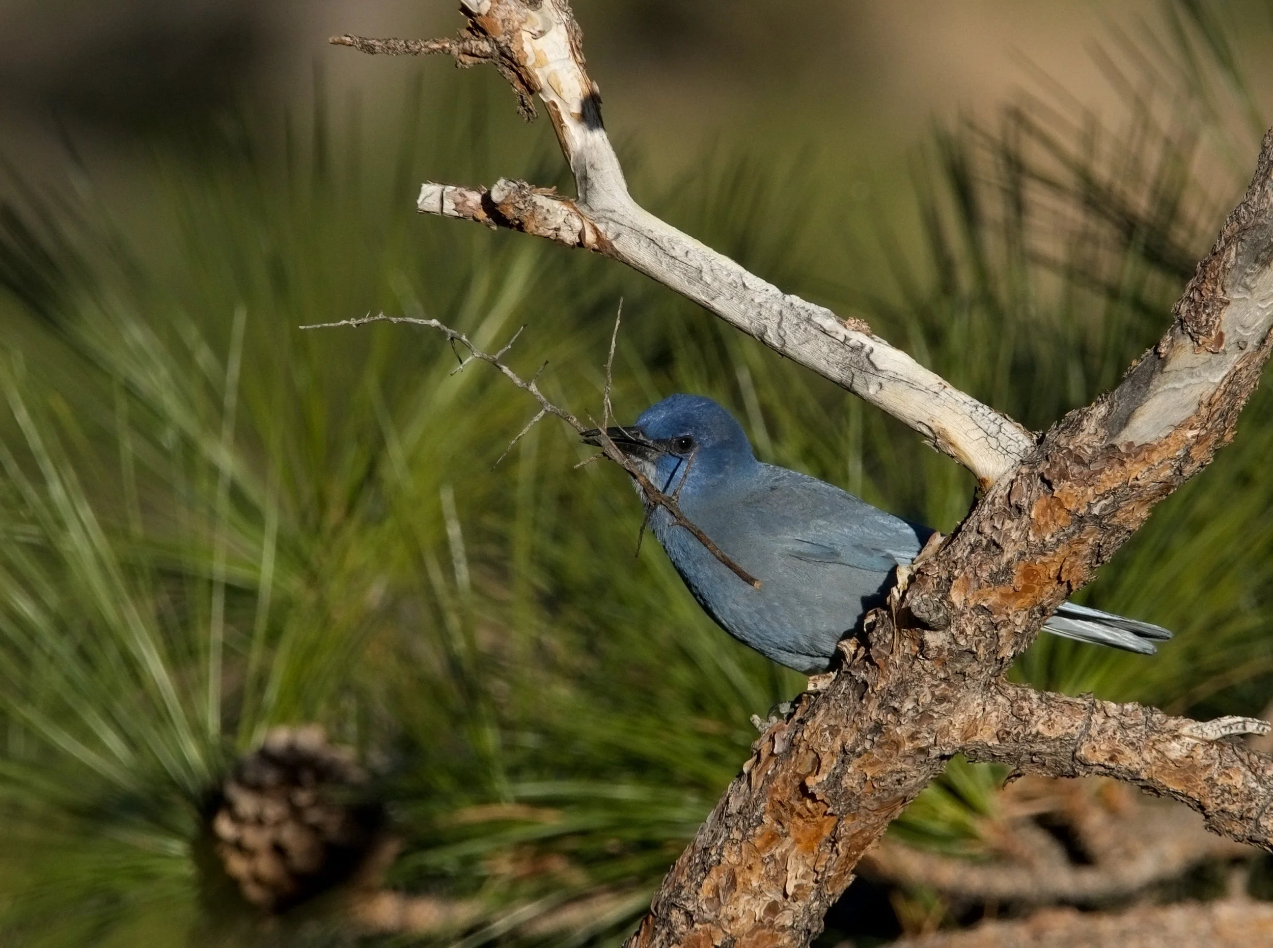 Pinyon Jay carrying nesting material. Photo credit: Ned Bohman