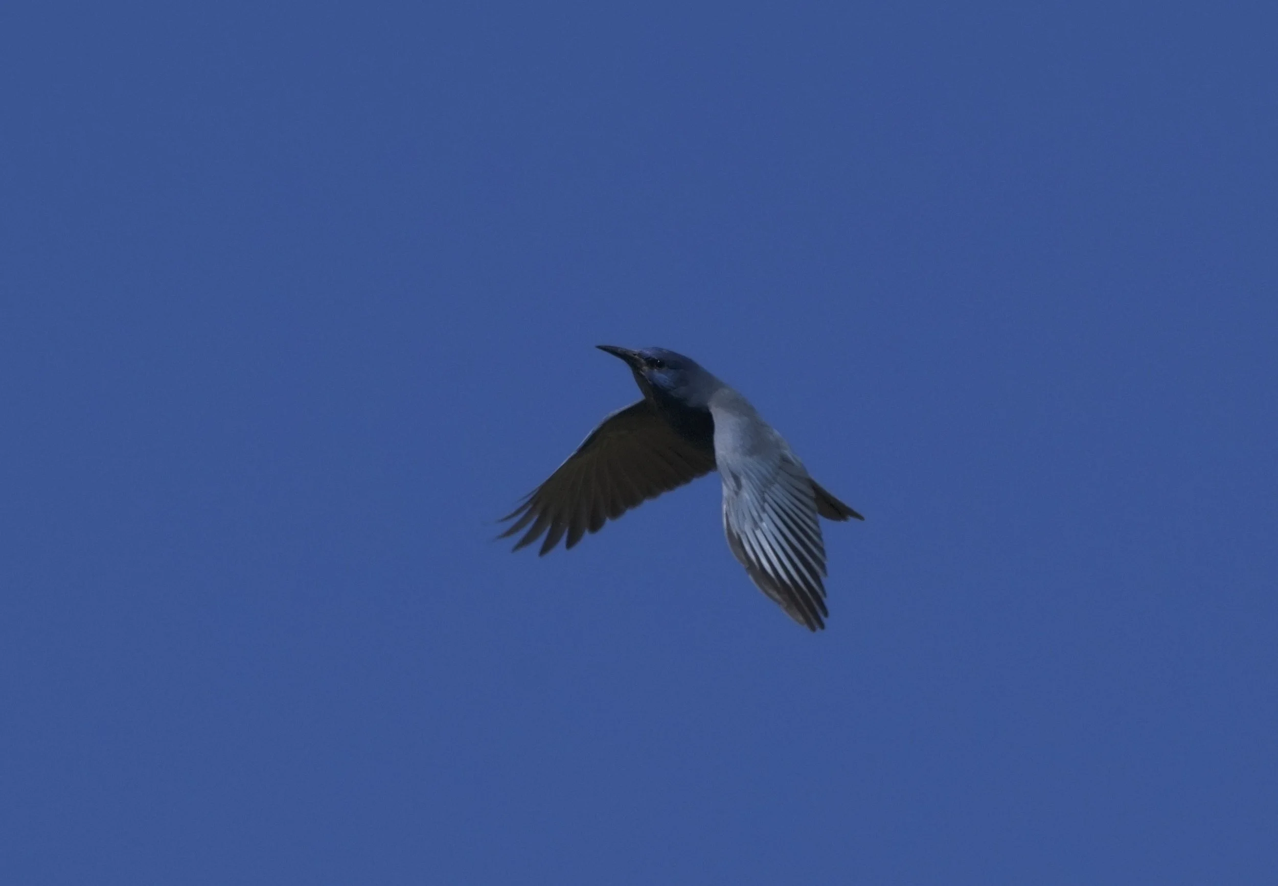 Pinyon Jay. Photo credit: Ned Bohman