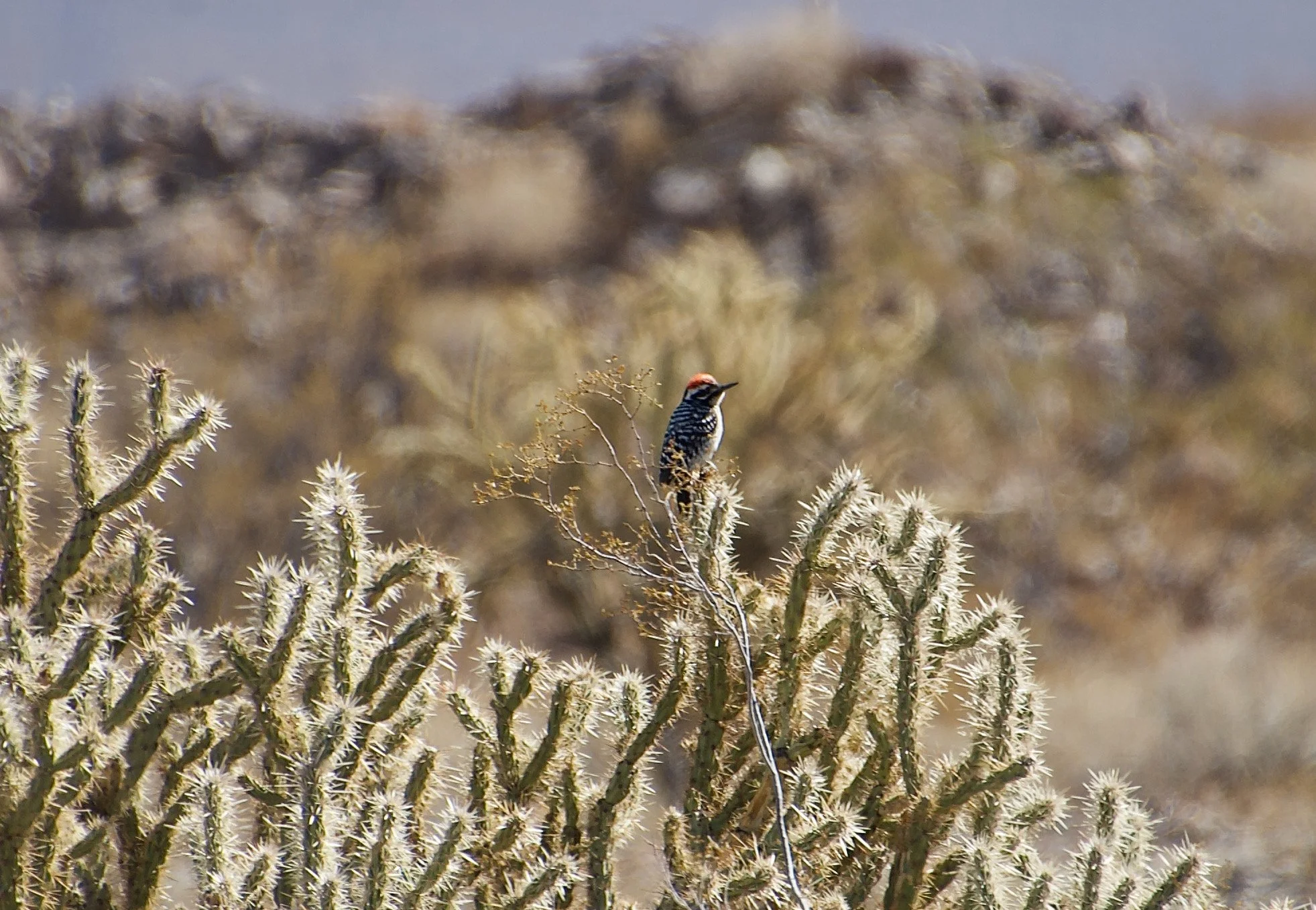 LBWO_LVDesert_20210301 - 5.jpeg