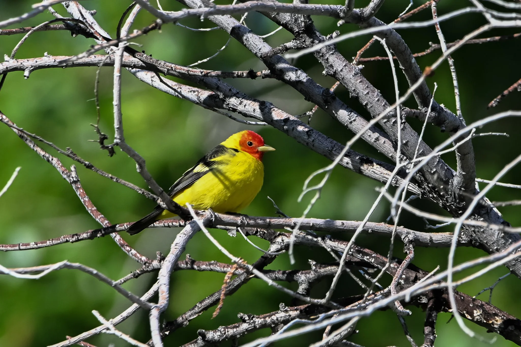 WETA_20250518_Porter Spring-2.jpg