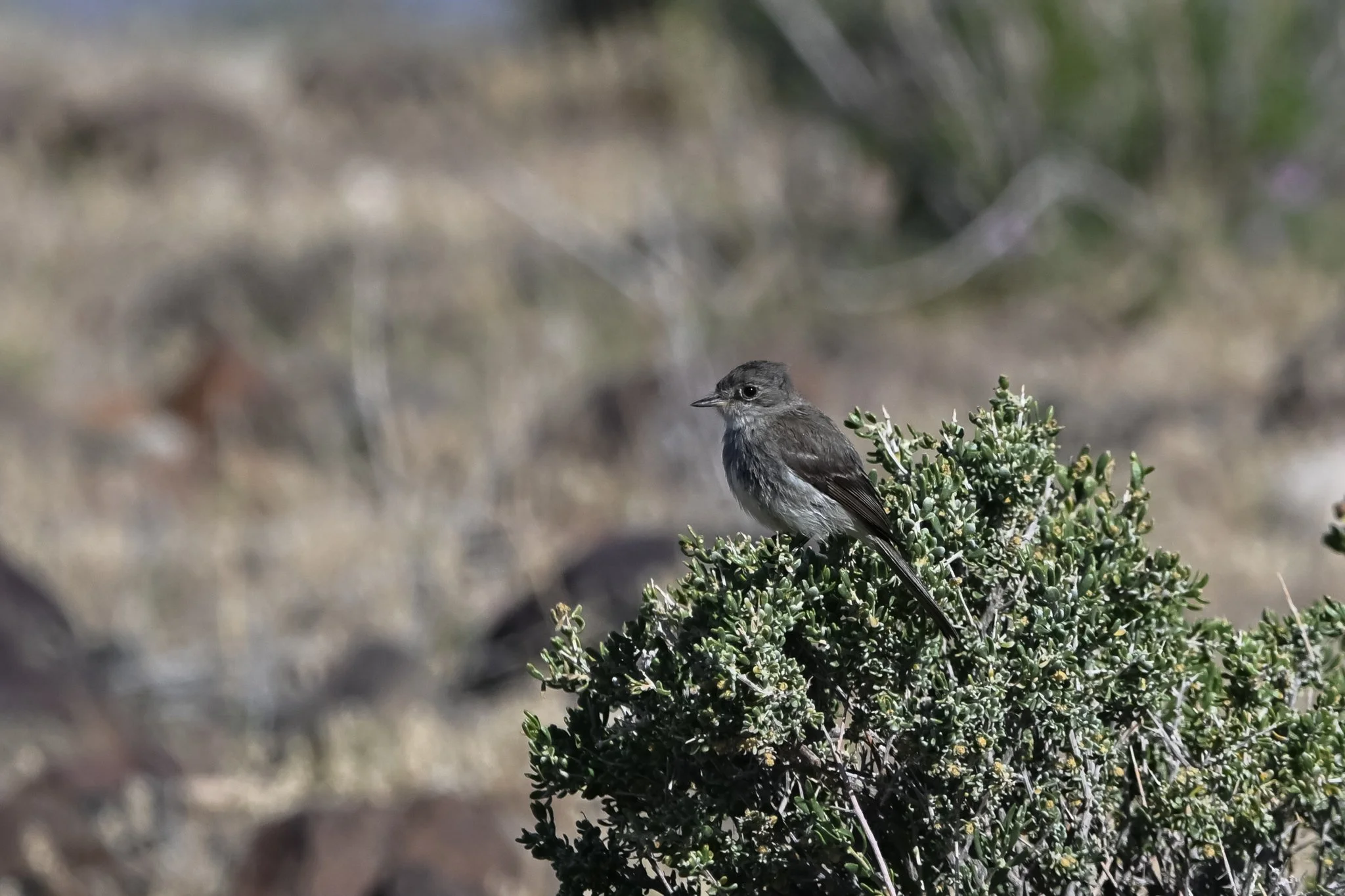 GRFL_20250518_Porter Spring-2.jpg