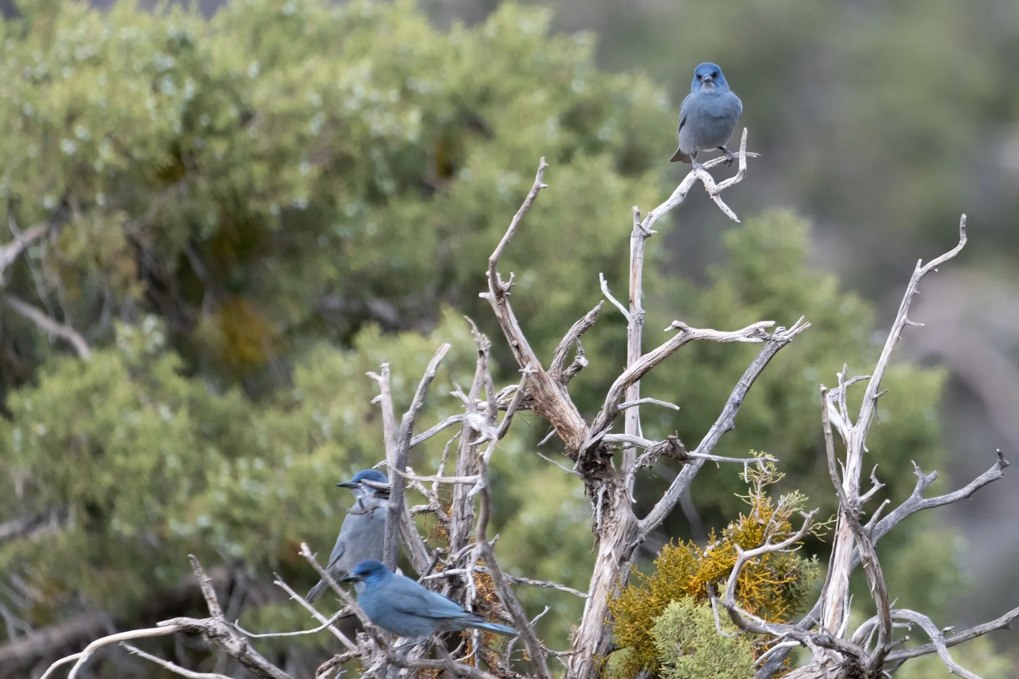 PIJA_20250426_Pine Spring, Avi Kwa Ame, NV.jpg