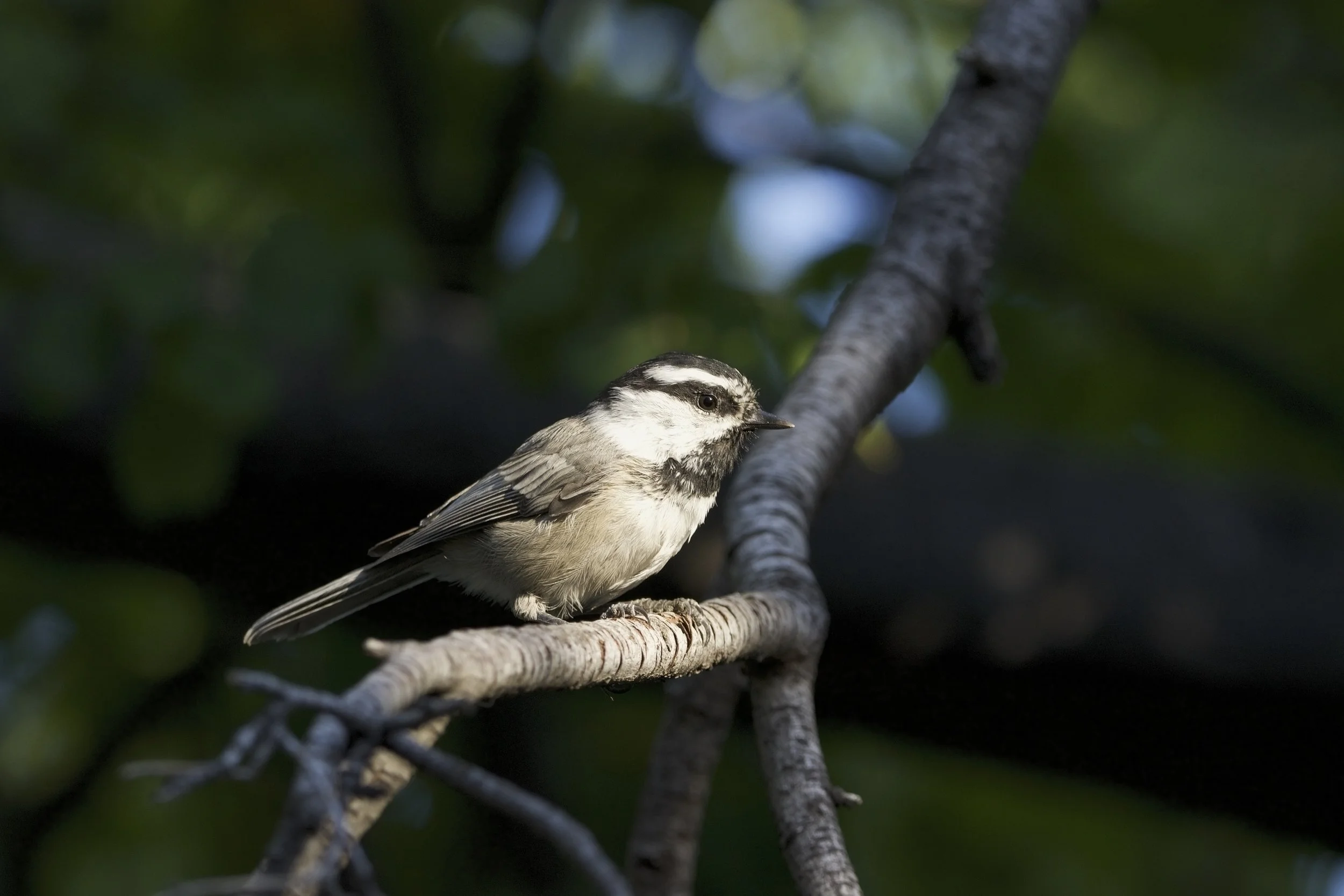 Chickadee Sponsorship