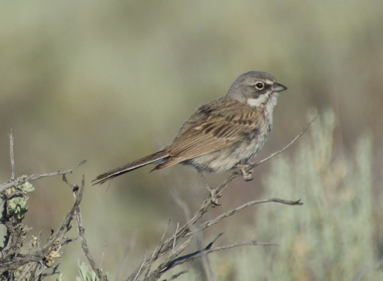 SABS_EK9Owyhee_20220702 - 5.jpeg