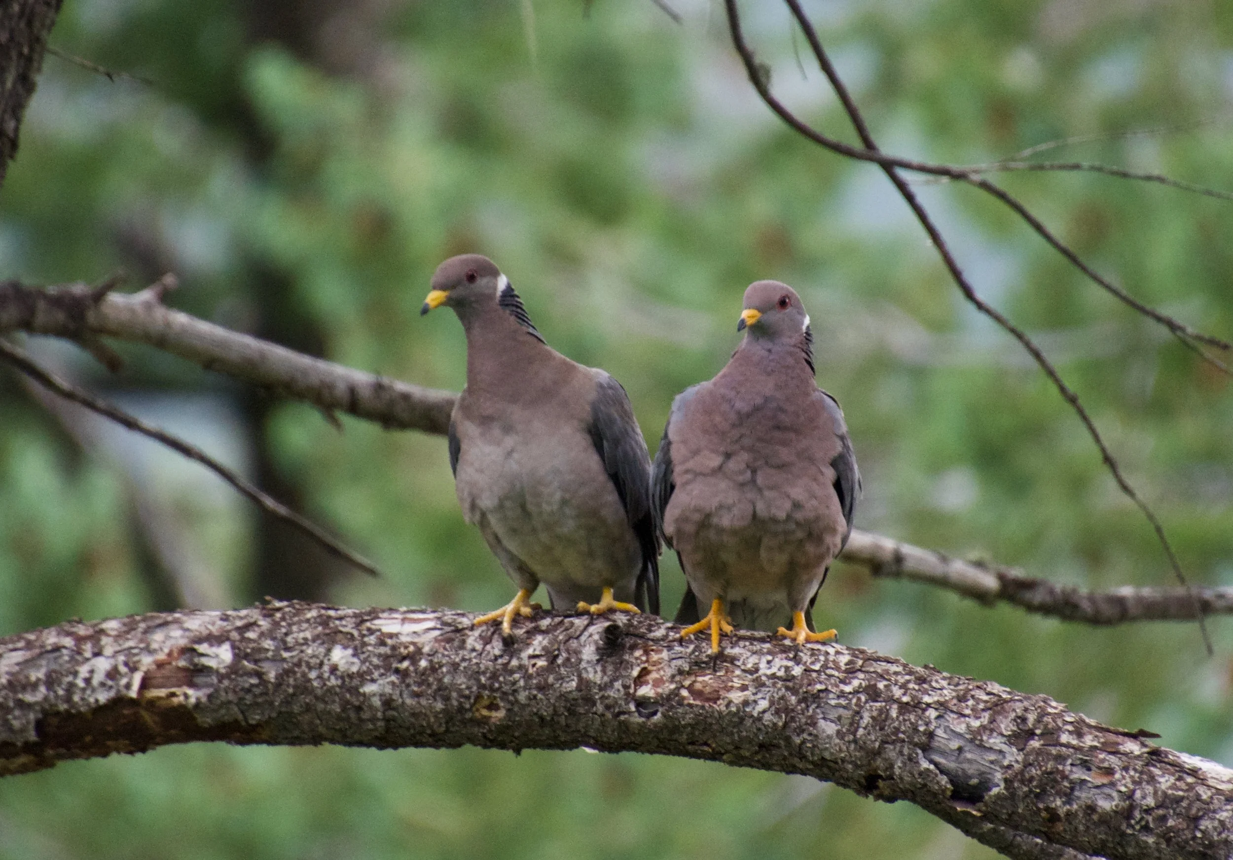 BTPI_BarfootPark_20220728 - 6.jpeg