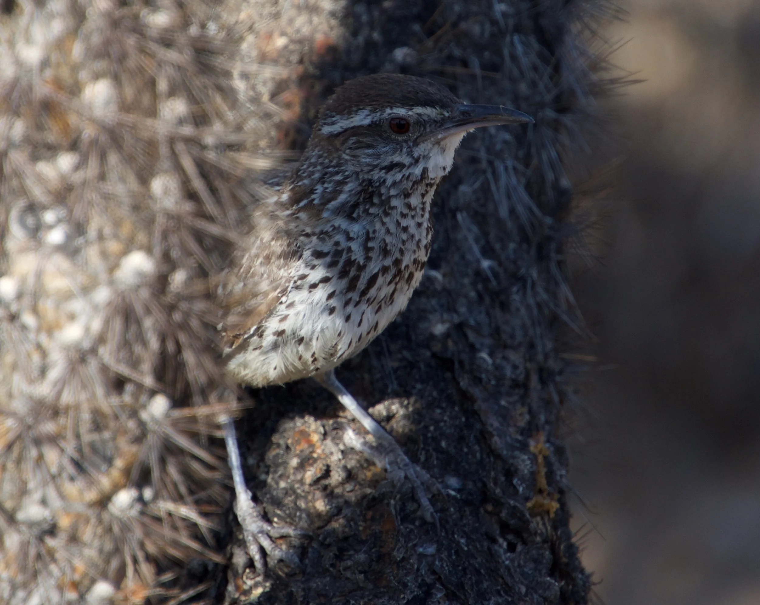 CACW_GilbertRay_20220731 - 3.jpeg