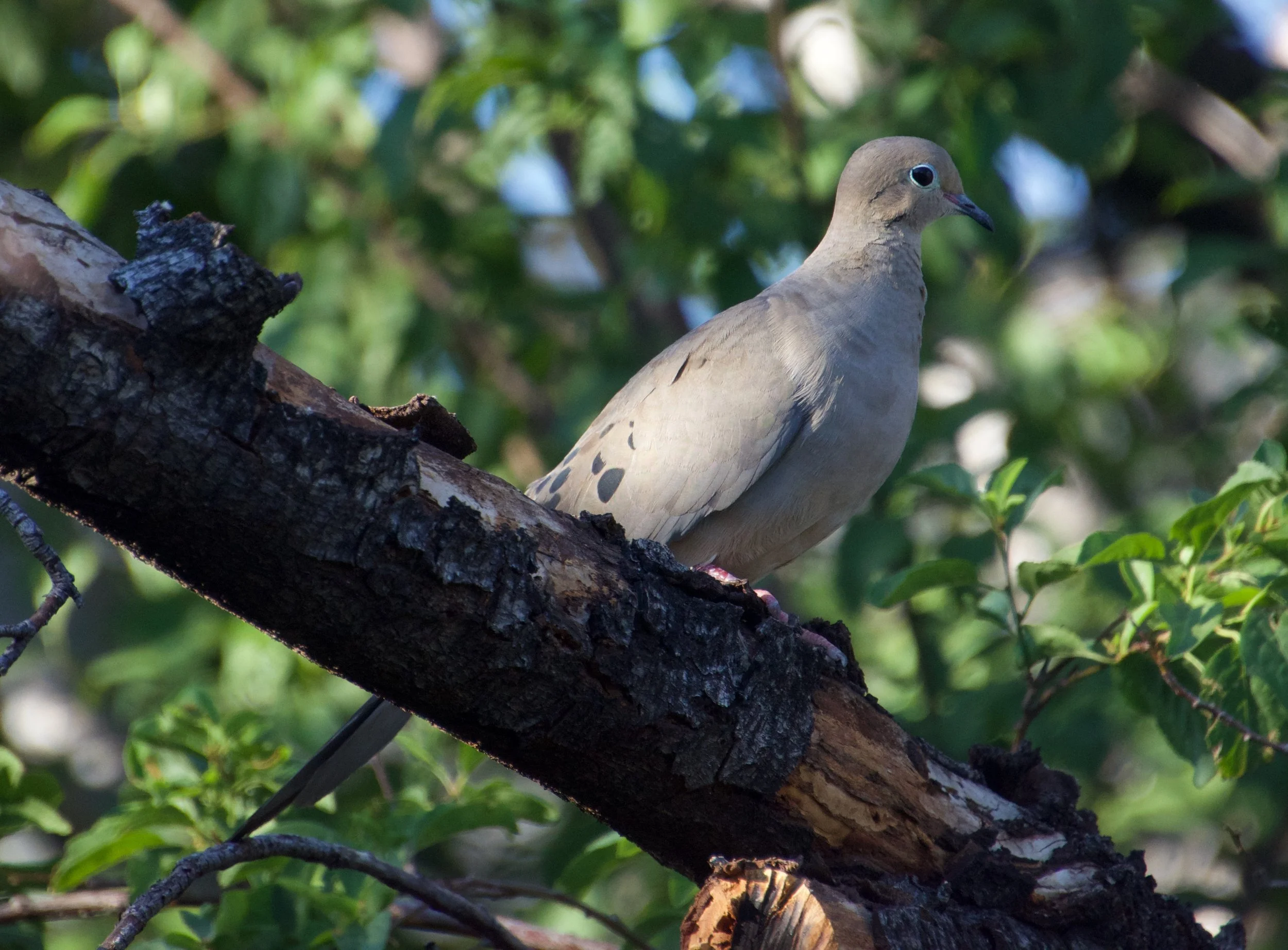 MODO_MoranStreet_20220710 - 1.jpeg