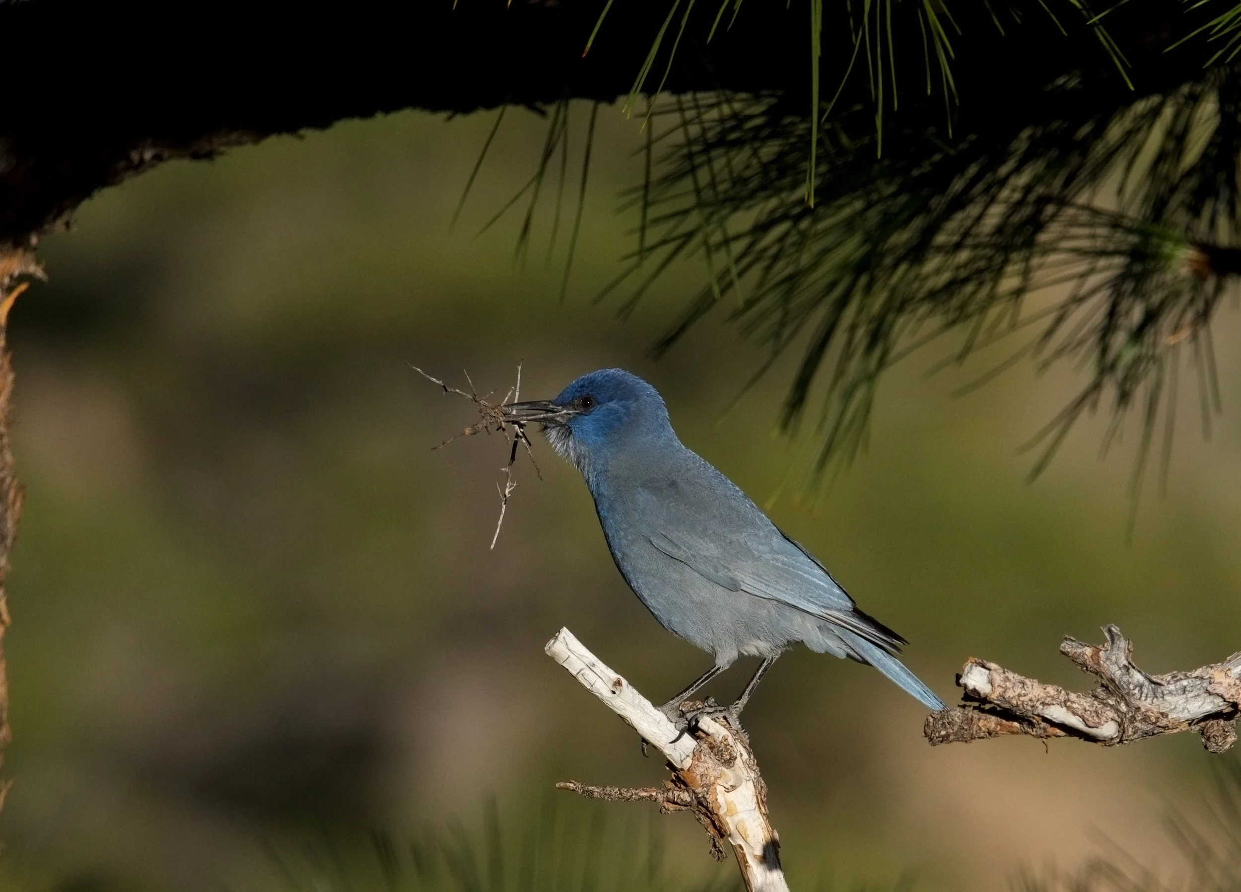 PIJA w NestingMaterial_20240318_PeavineCreek,NV-2.jpg