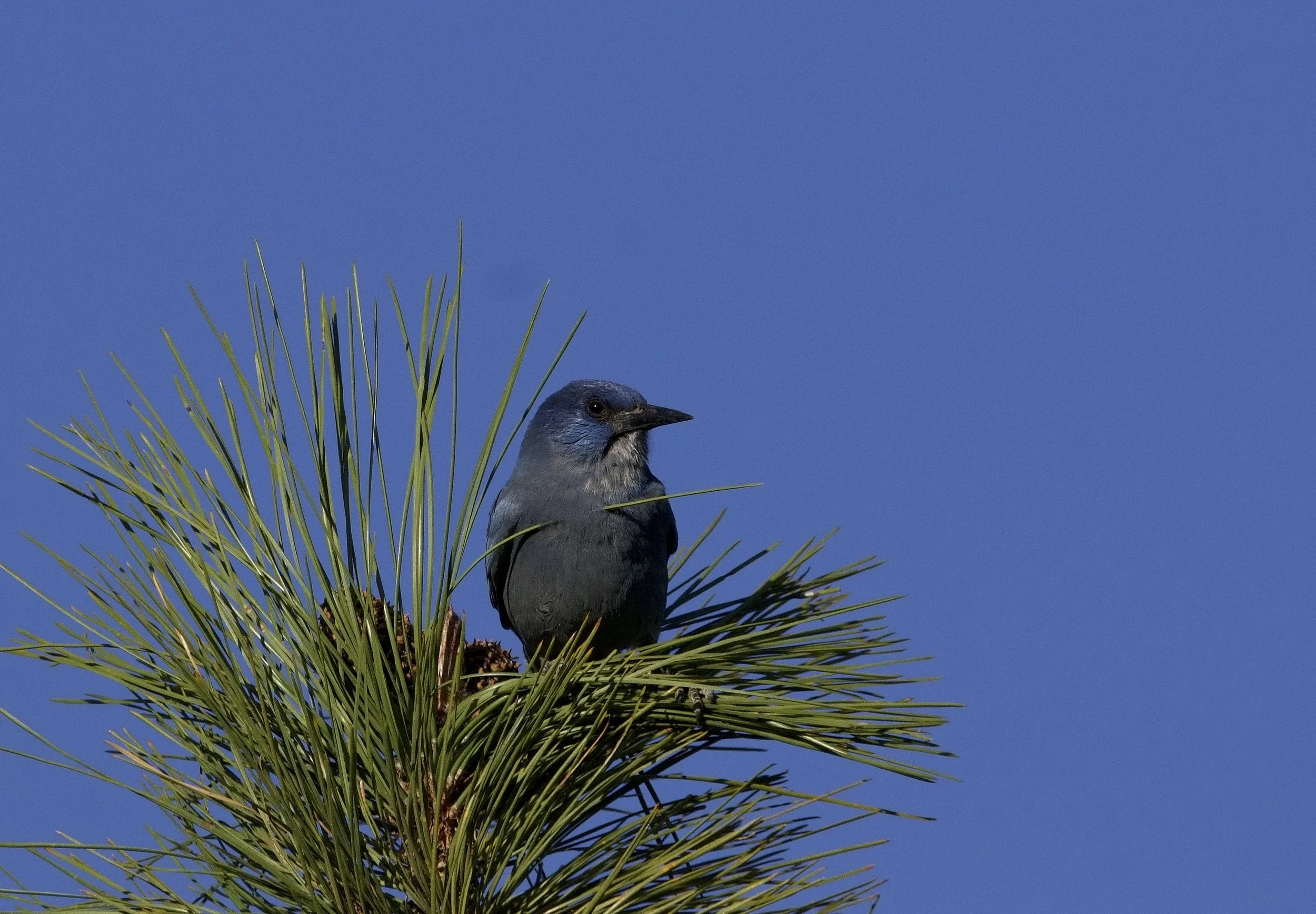 Pinyon Jay Bioblitz Spring 2026 — Great Basin Bird Observatory