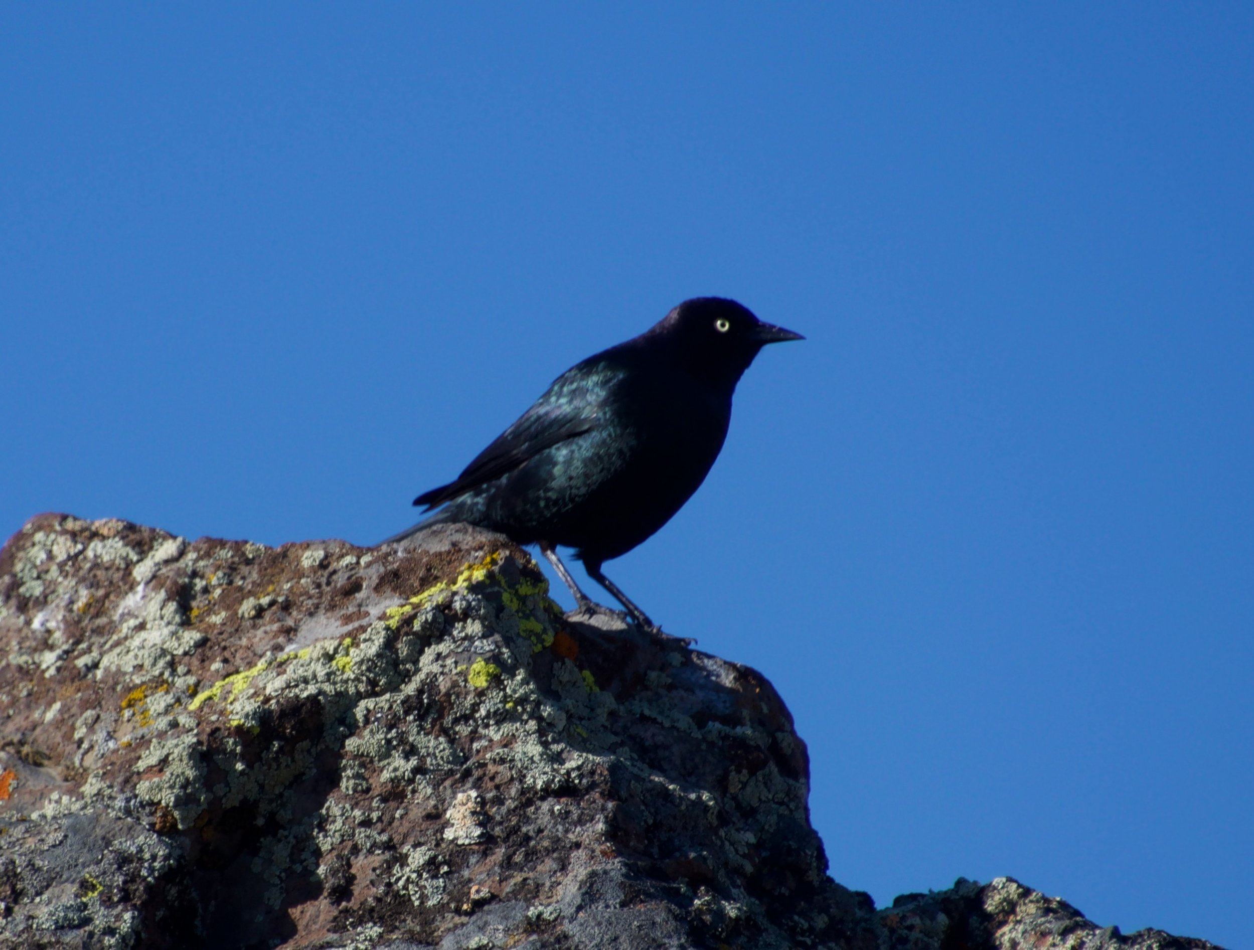 BRBL_SkedaddleWilderness_20220618 - 2.jpeg