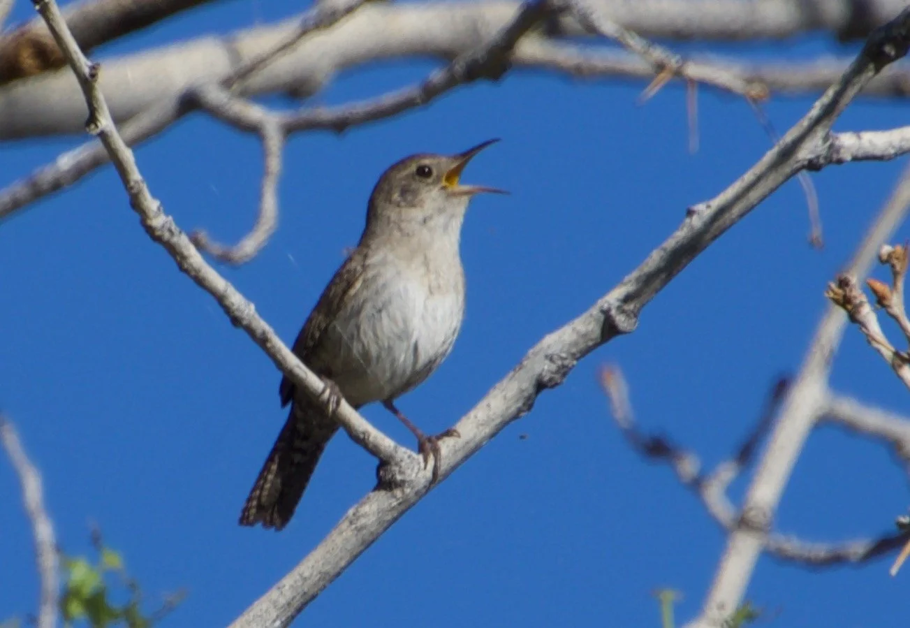 HOWR_McCarranRanch_20220516 - 9.jpeg