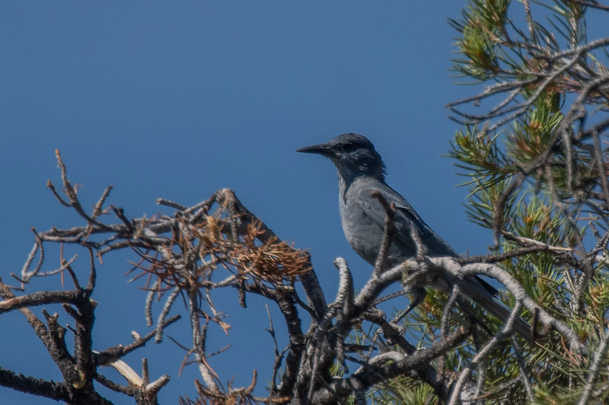 PIJA_20250810_Great Basin NP-4.jpg