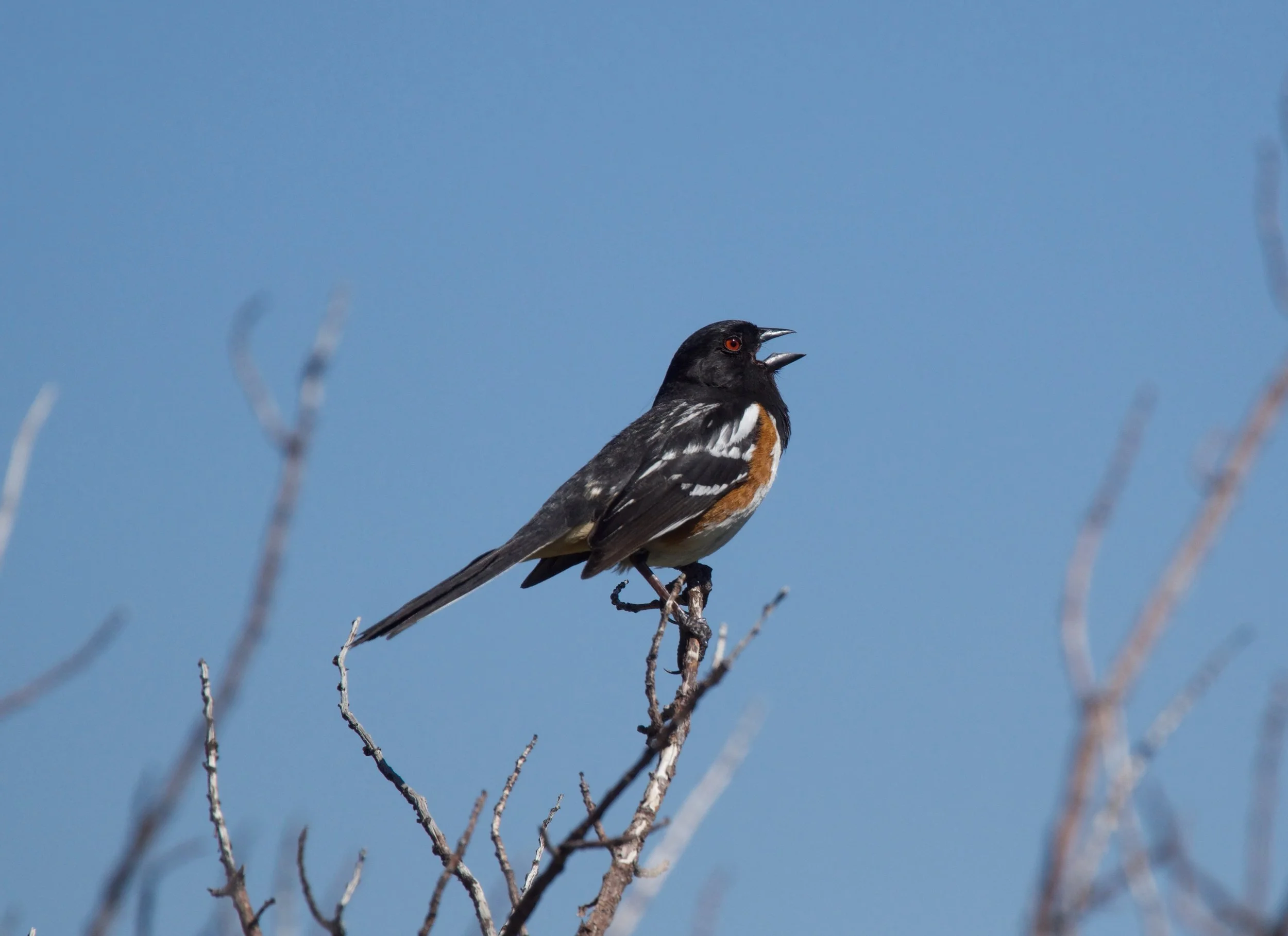 SPTO_20230630_NV15HT16(Levantina Canyon)-2.jpg