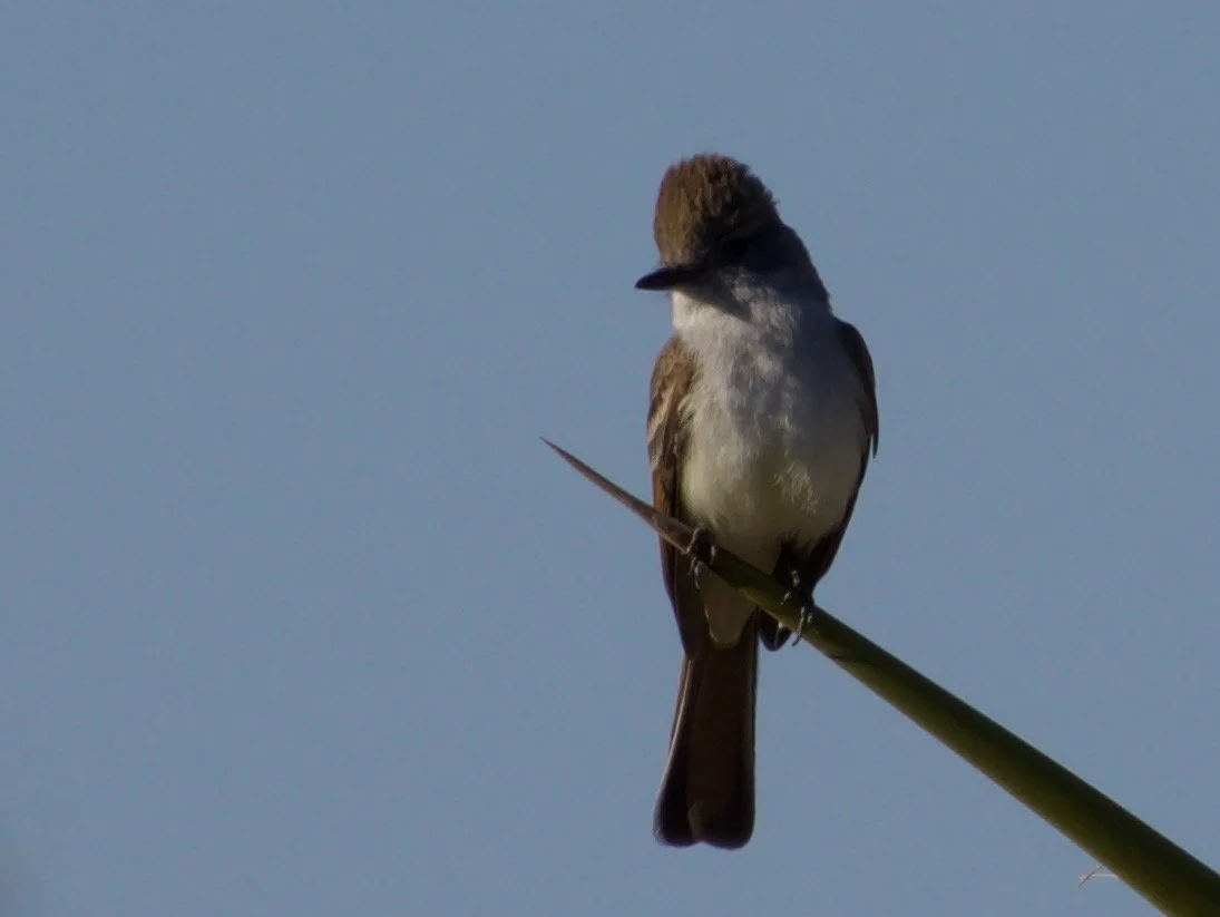 ATFL_ReSruveyCluster1_20220421 - 8.jpeg