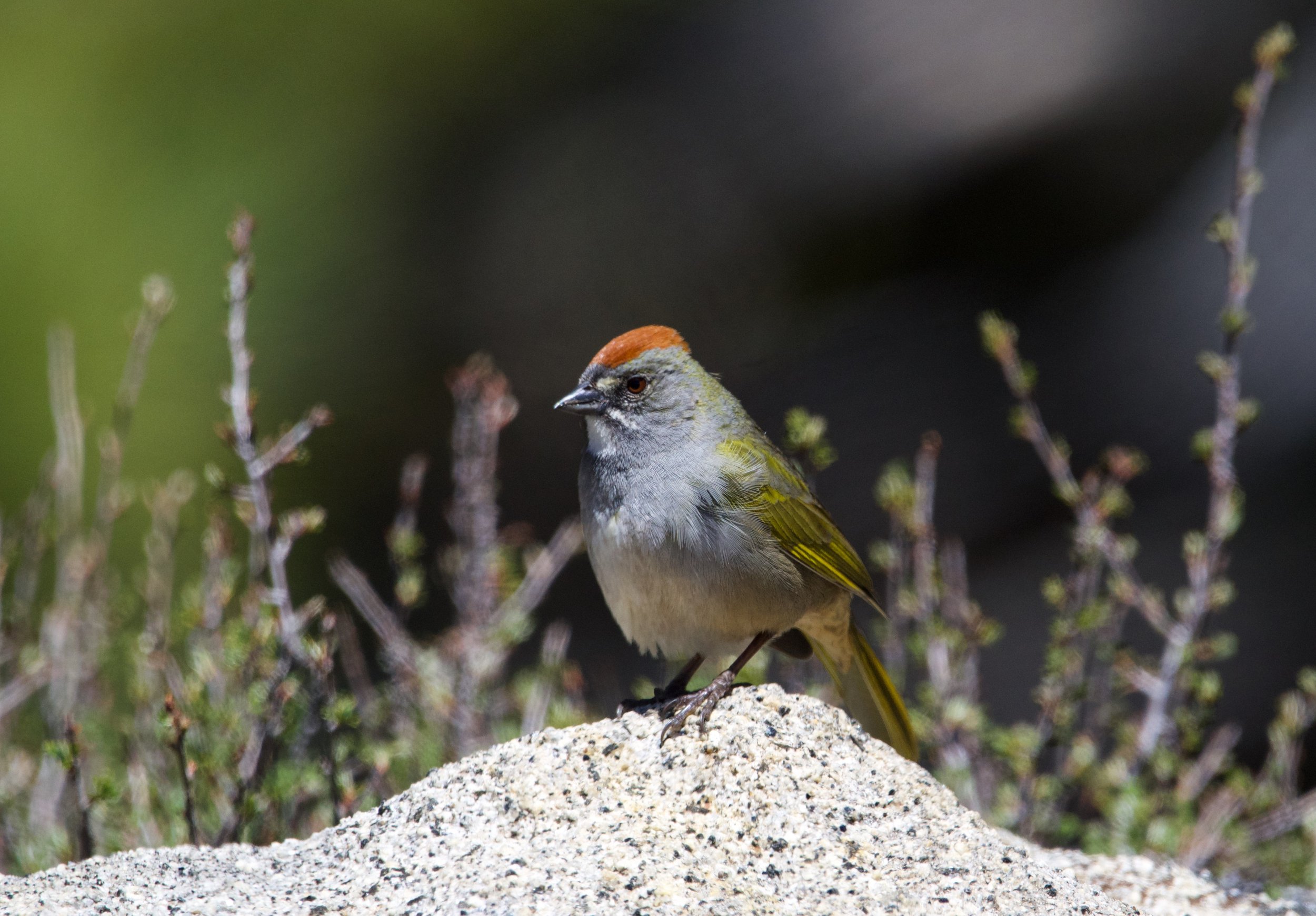 GTTO_20240511_SpoonerLake,NV-1.jpg
