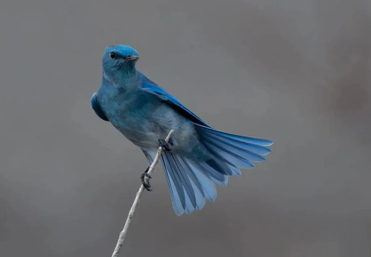 Bluebird Sponsorship