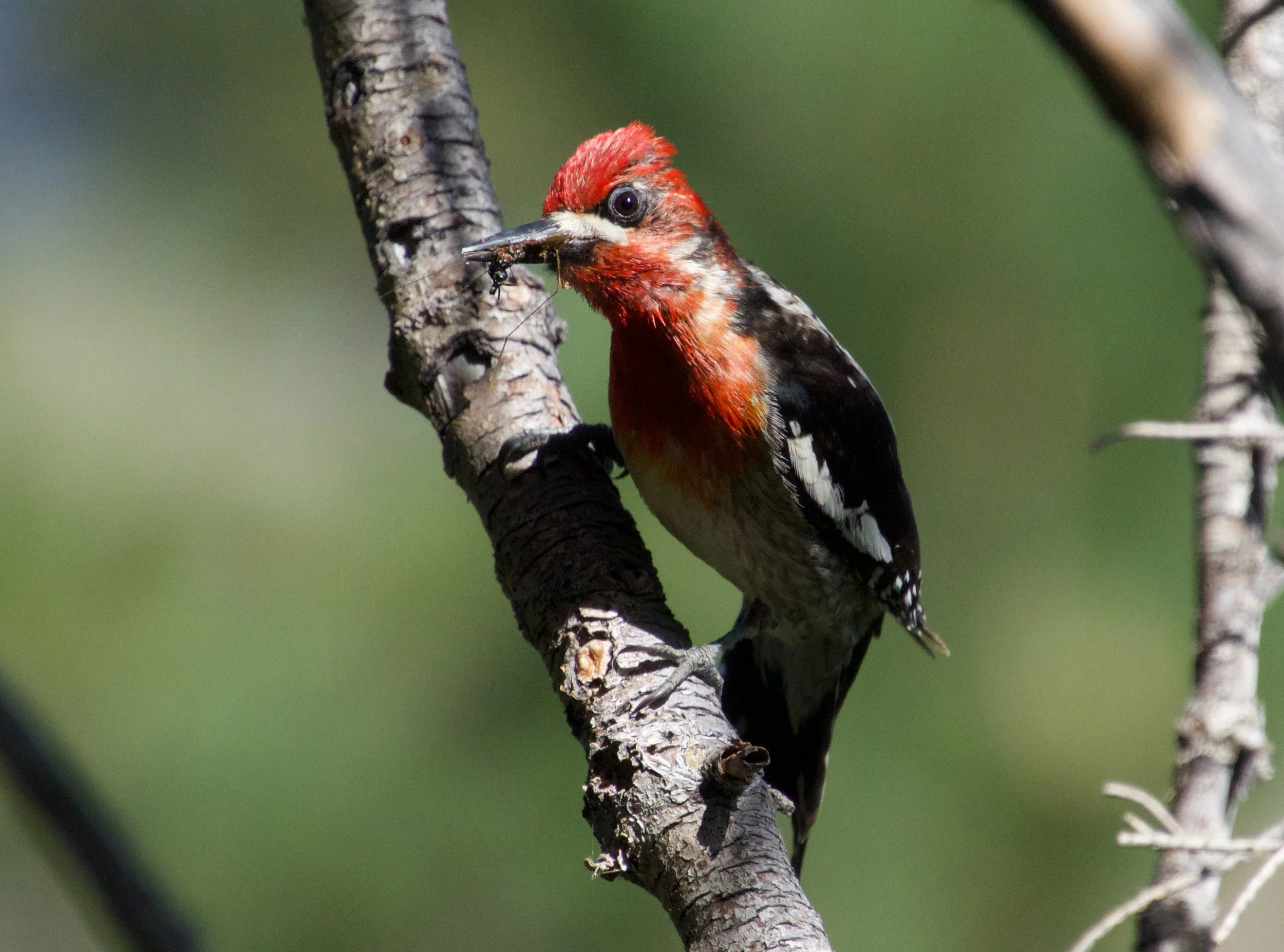 RBSA_NV15HT16_20220613 - 4.jpeg