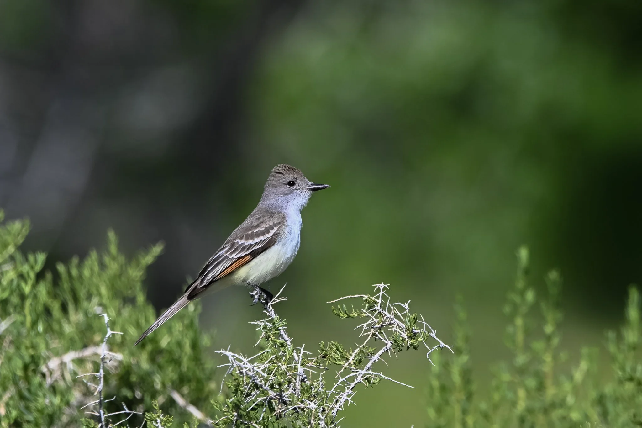 ATFL_20250518_Porter Spring.jpg