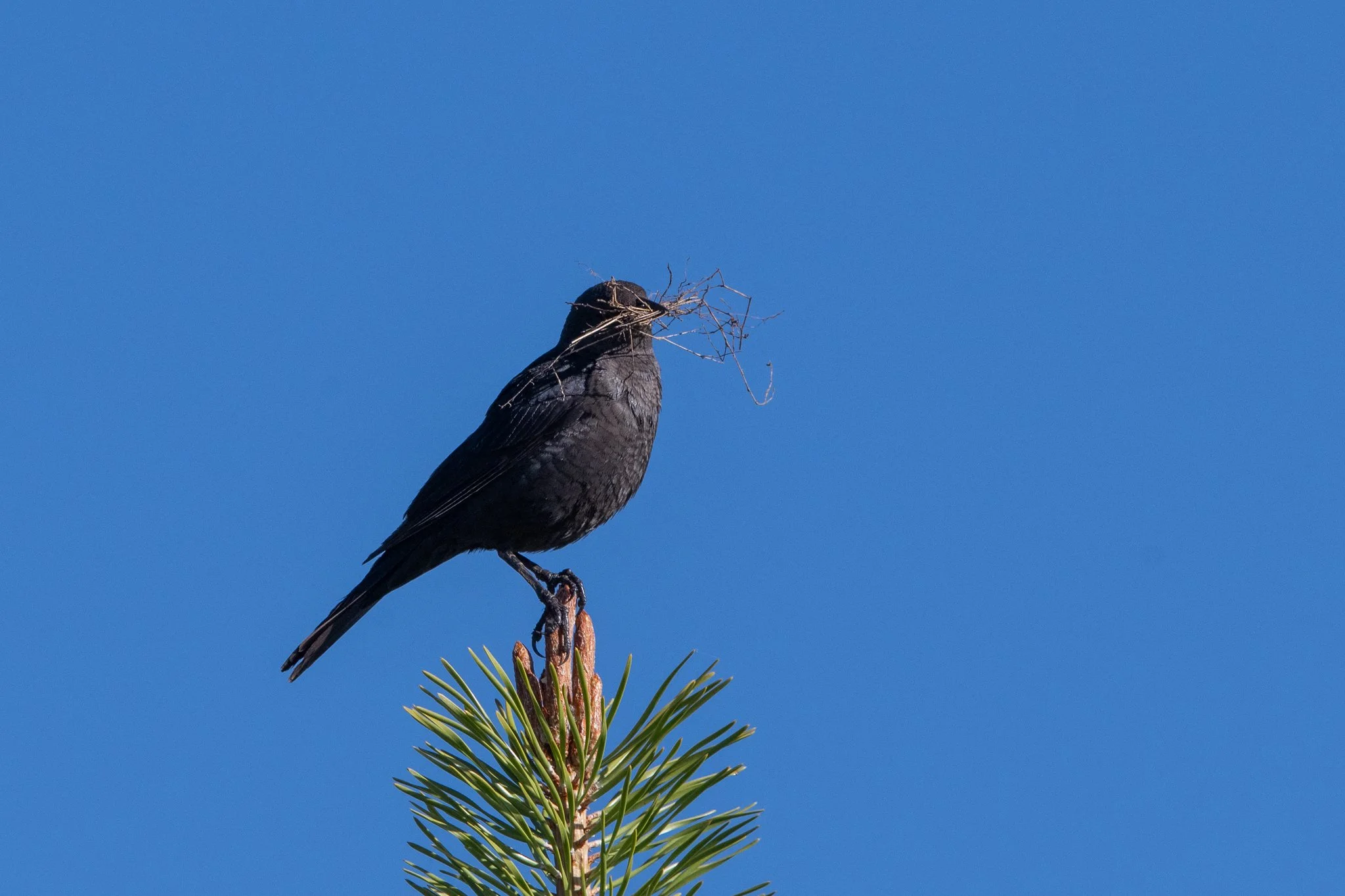 BRBL_20250602_Tahoe Meadows, NV-3.jpg