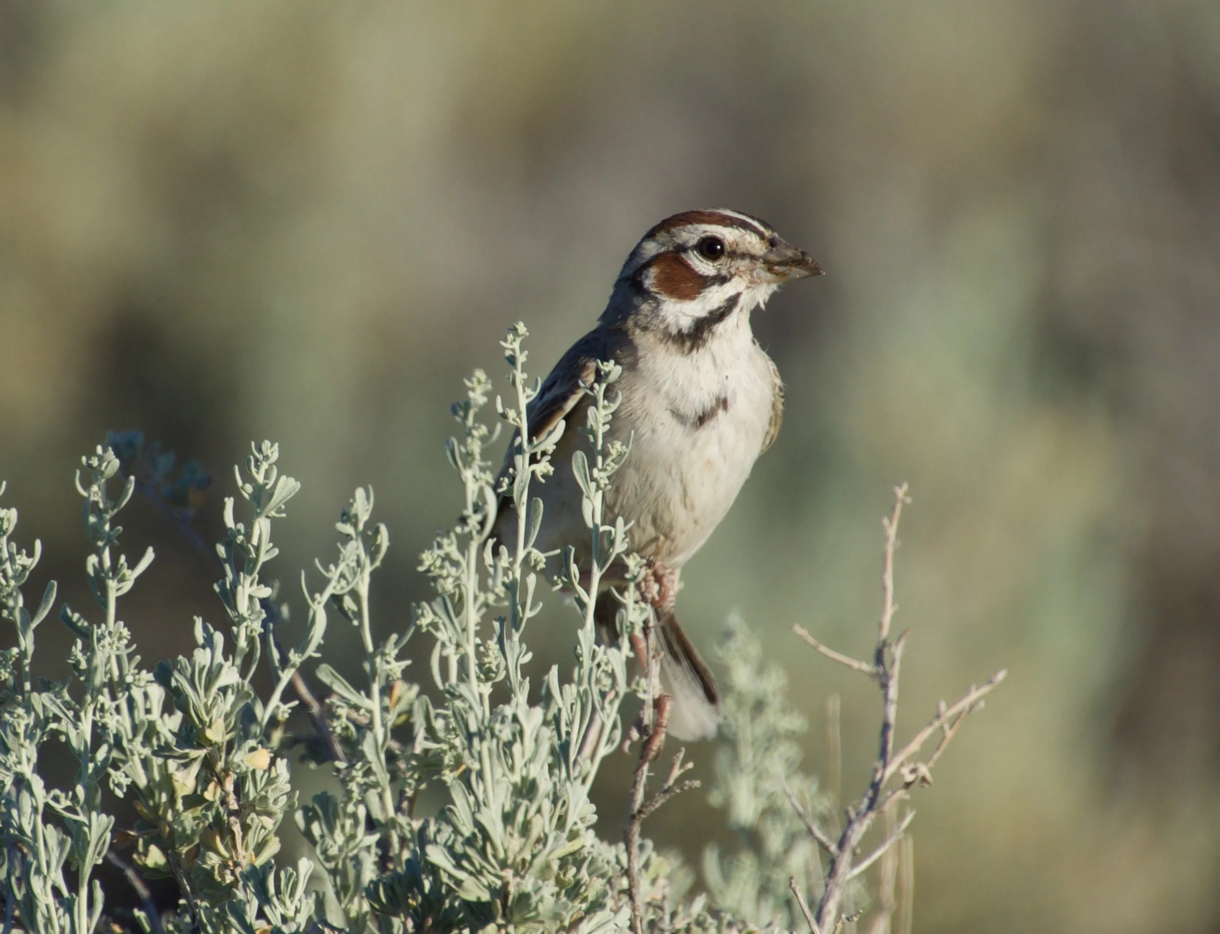 LASP_OwyheeDesert_20220630 - 3.jpeg