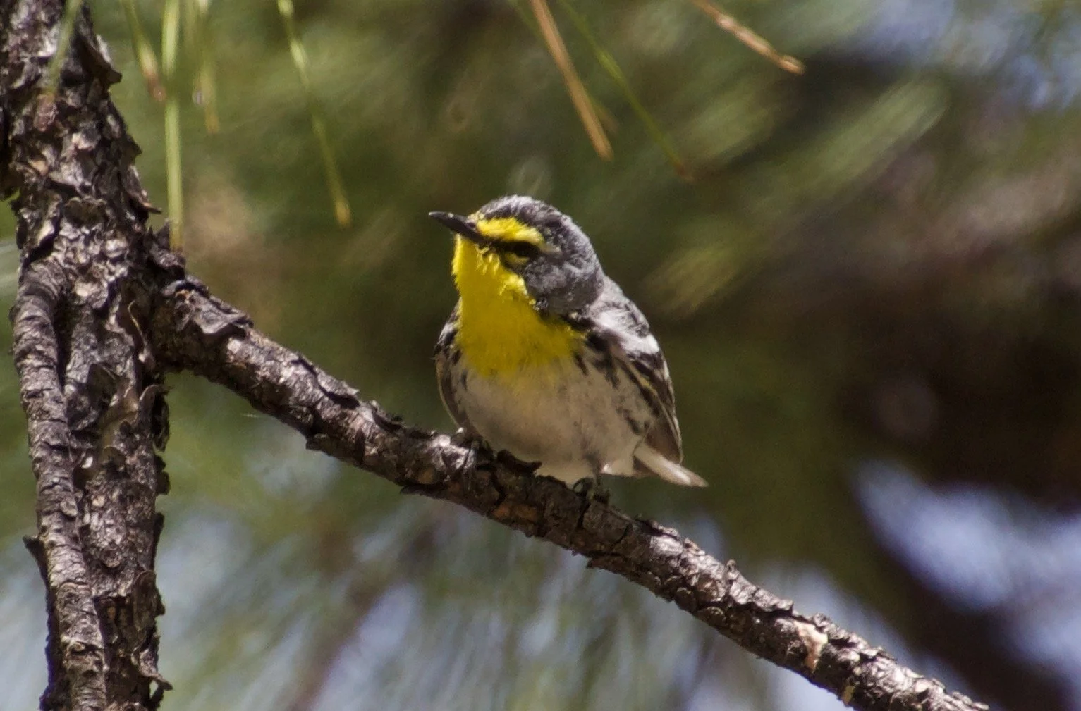 GRWA_CabinPines_20220529 - 3.jpeg