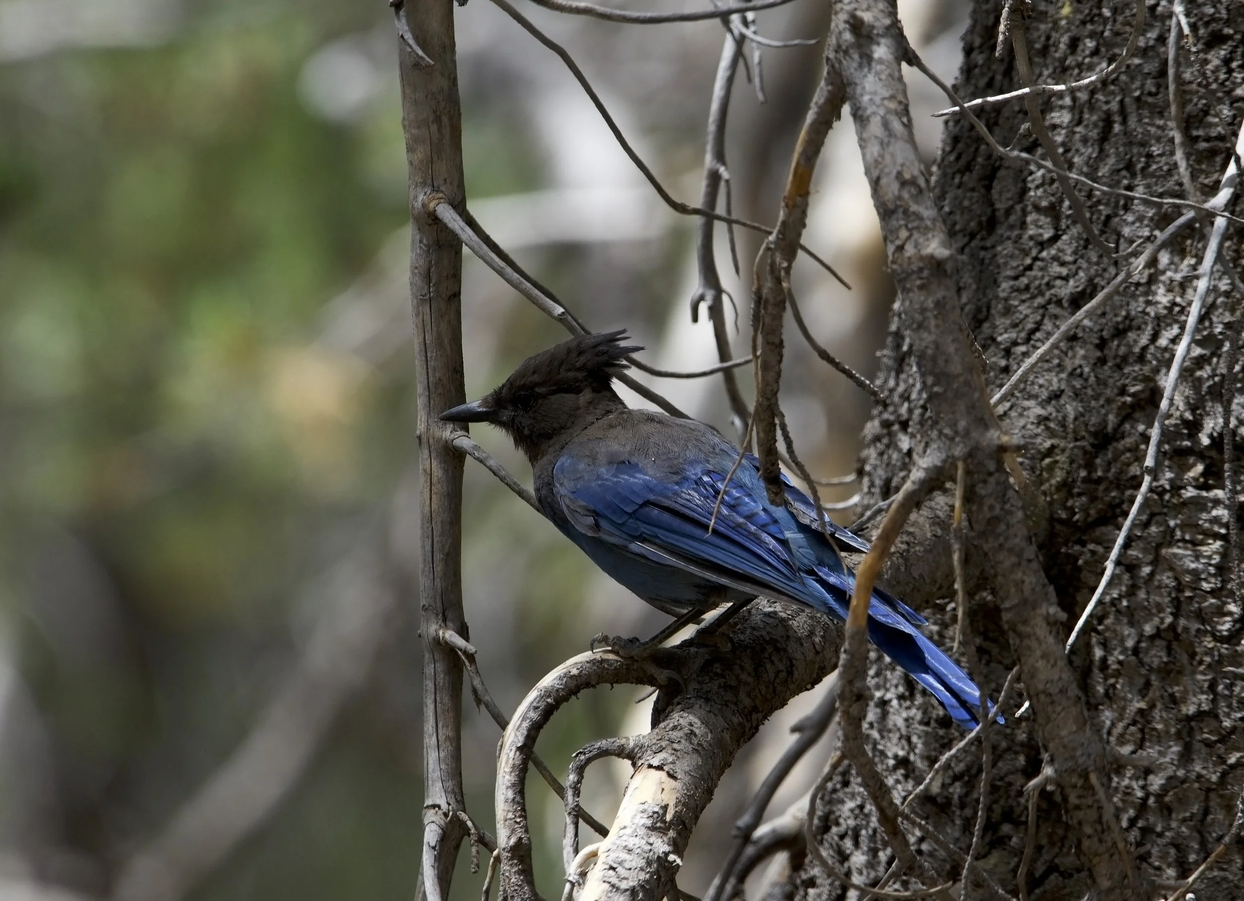 STJA_20240809_Tahoe Meadows, NV-1.jpg