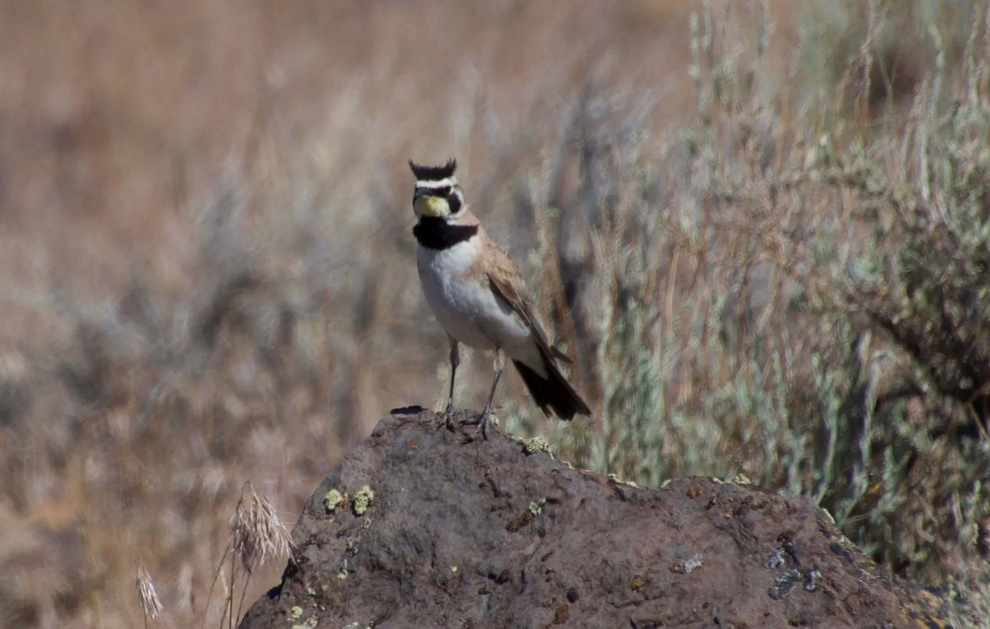 HOLA_SkedaddleWilderness_20220619 - 1.jpeg