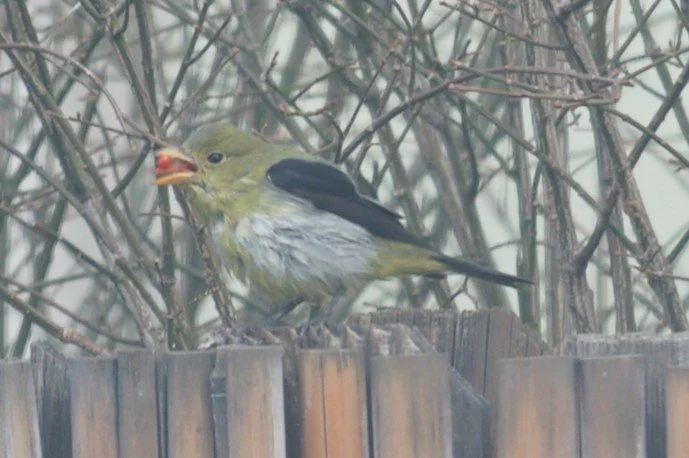 2025-046 Scarlet Tanager photo Gann2.JPG