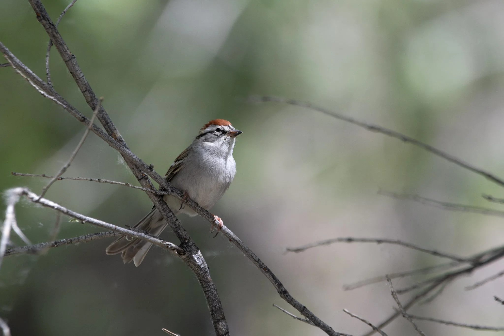 CHSP_20250415_Pahranagat Middle Marsh, NV-1.jpg