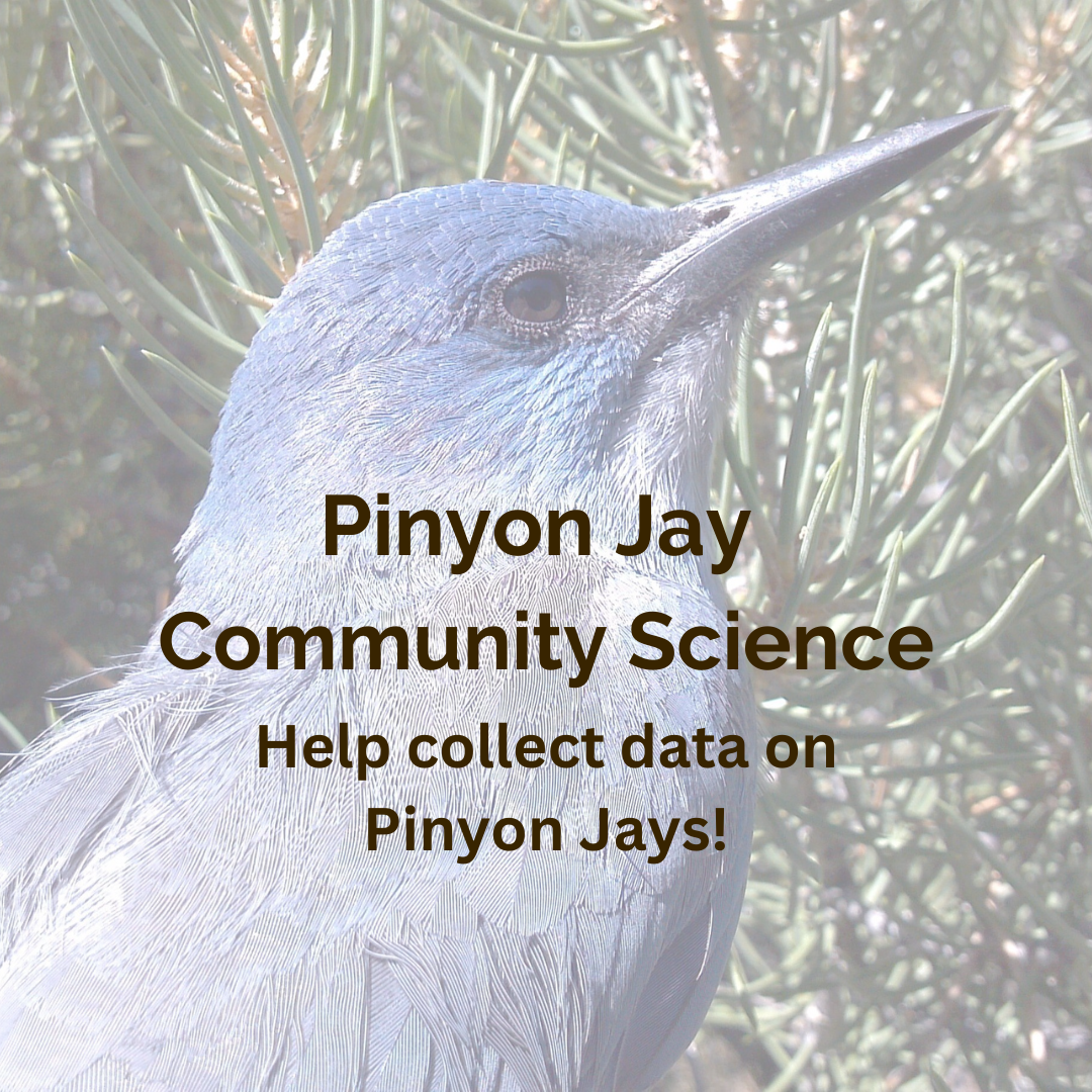 Job Opportunities — Great Basin Bird Observatory