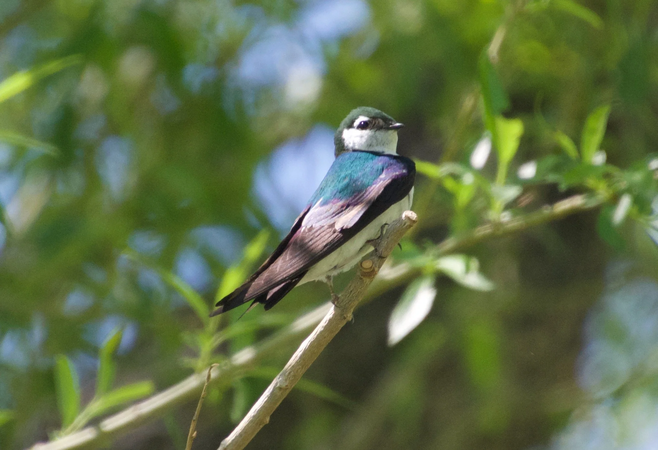 VGSW_MonoLakePark_20220614 - 1.jpeg