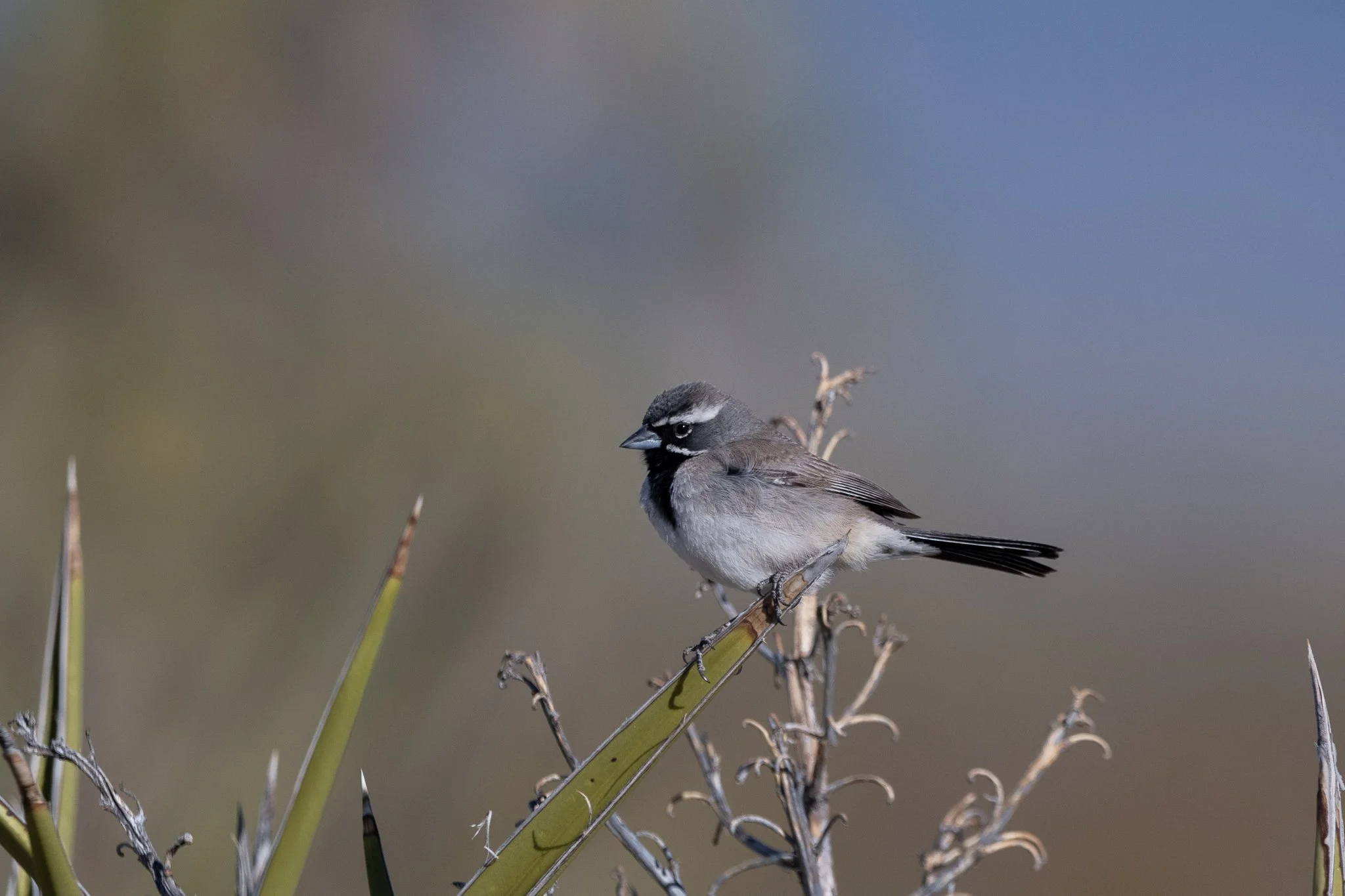 BTSP_20250427_Avi Kwa Ame, NV.jpg