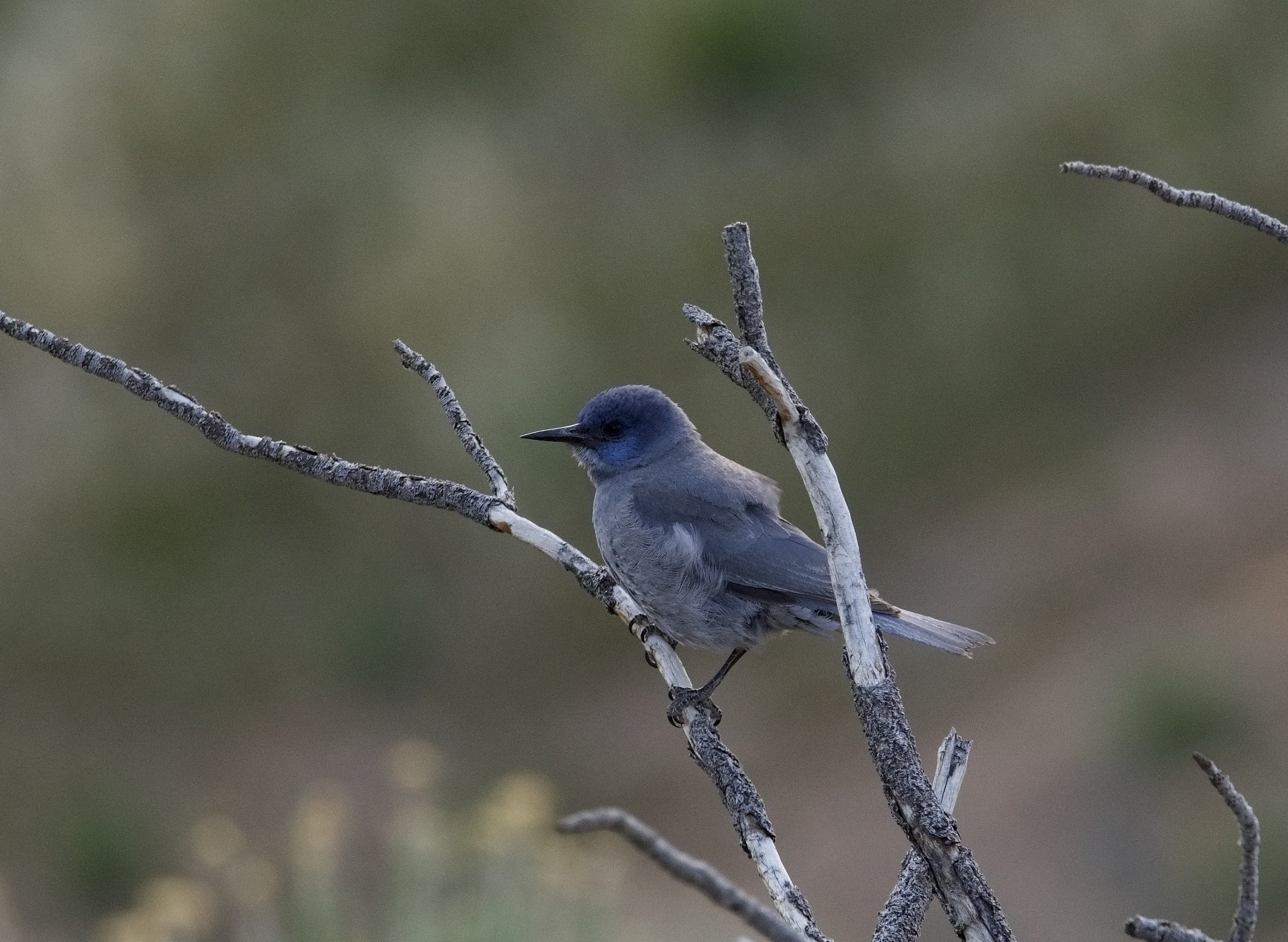 PIJA_20240430_PeavineCreek,NV-8.jpg