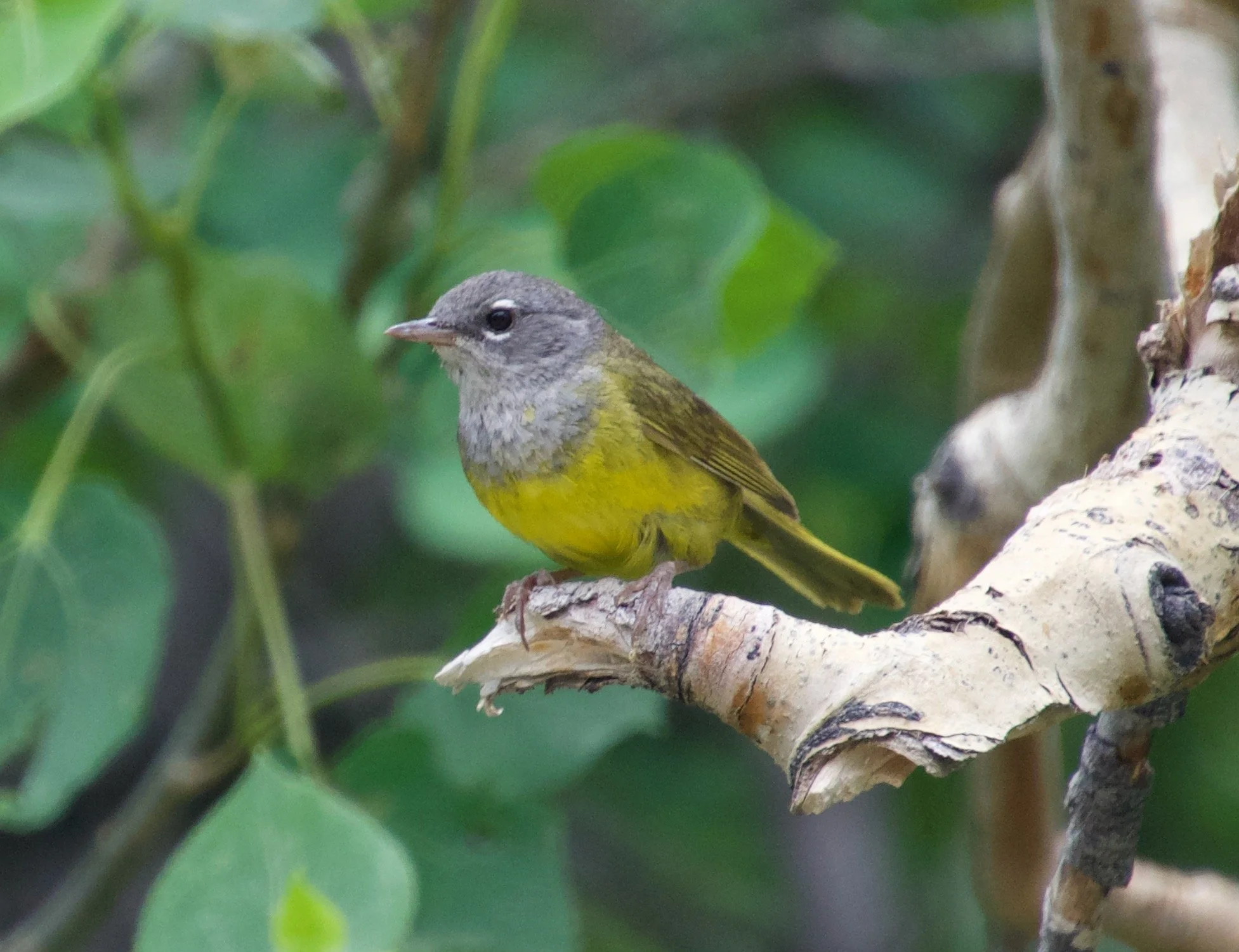 MGWA_ThomasCanyon_20220713 - 4.jpeg