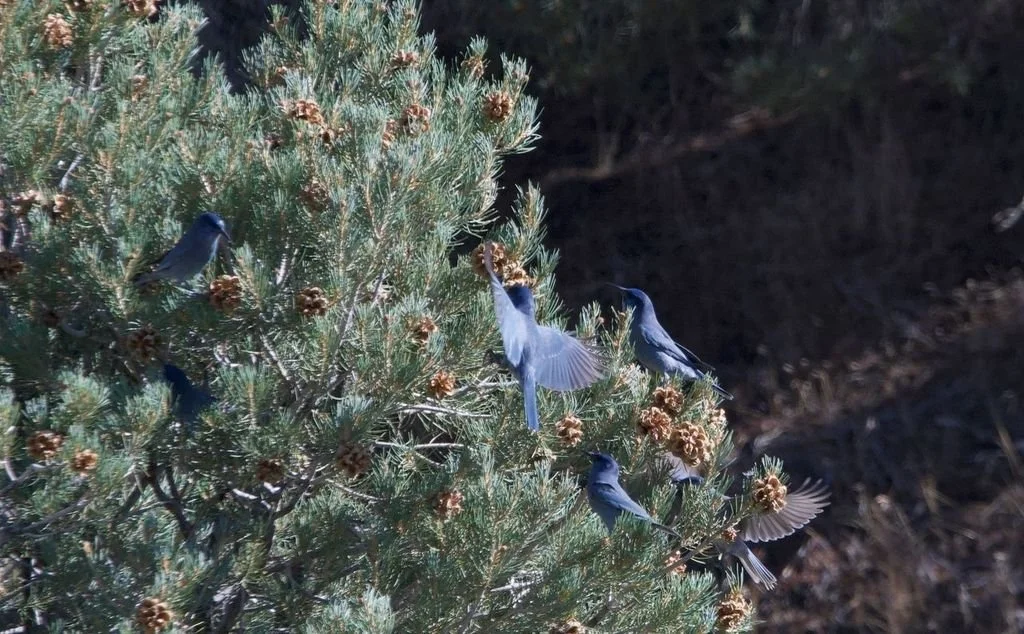Pinyon Jay Bioblitz Spring 2026 — Great Basin Bird Observatory