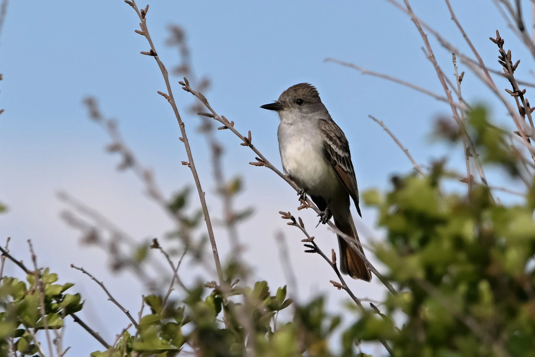 ATFL_20250429_Cactus Springs, NV-2.jpg