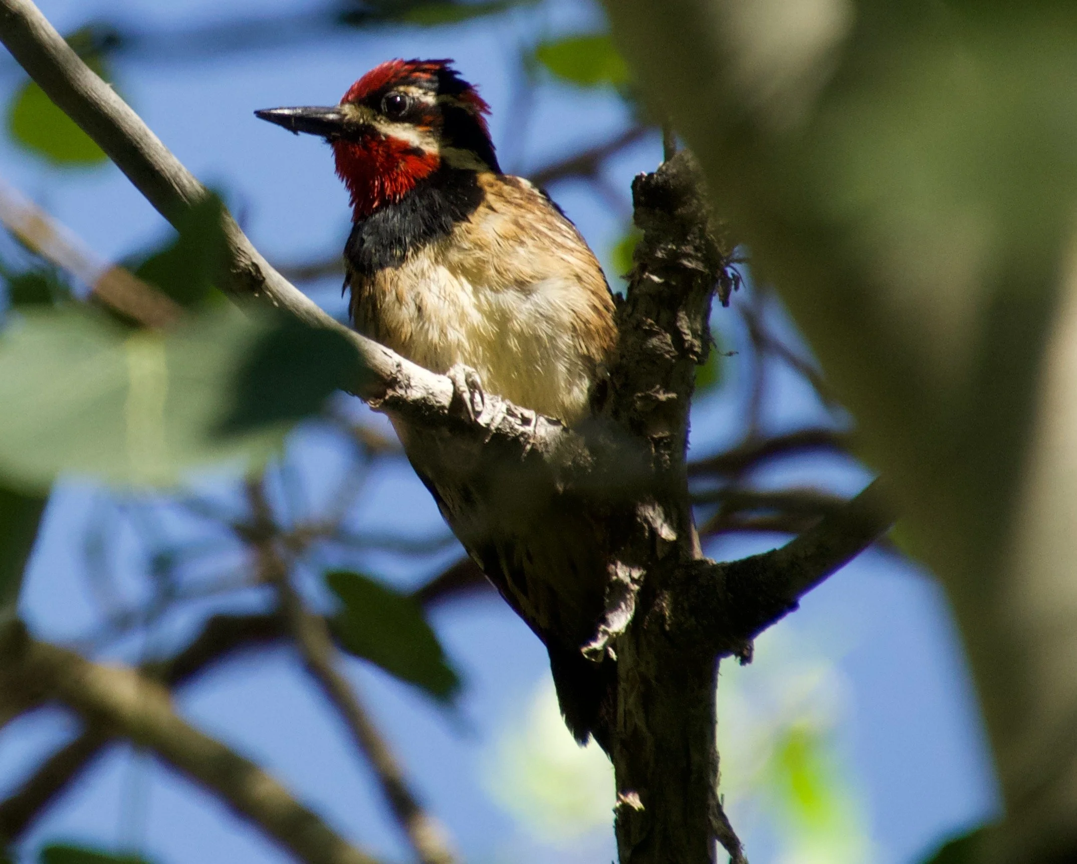 RNSA_LamoilleCanyon_20220714 - 1.jpeg