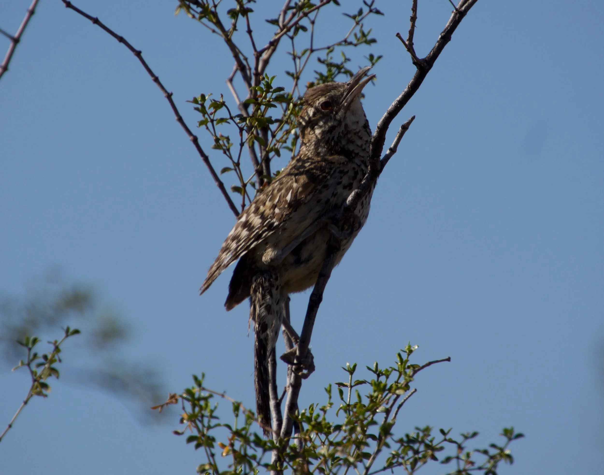 CACW_GilbertRay_20220731 - 2.jpeg