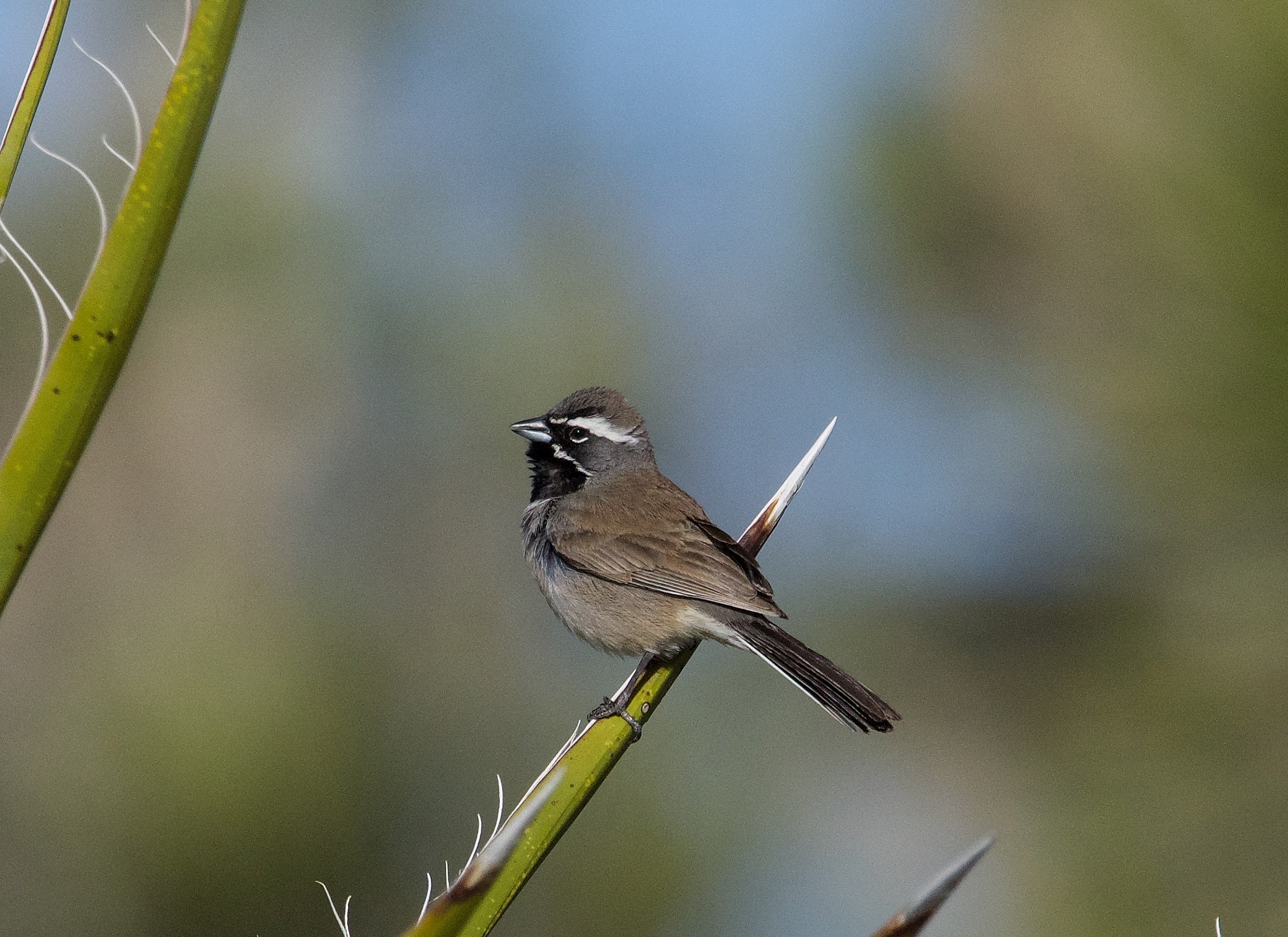 BTSP_20240413_AviKwaAmeNM,NV-1.jpg