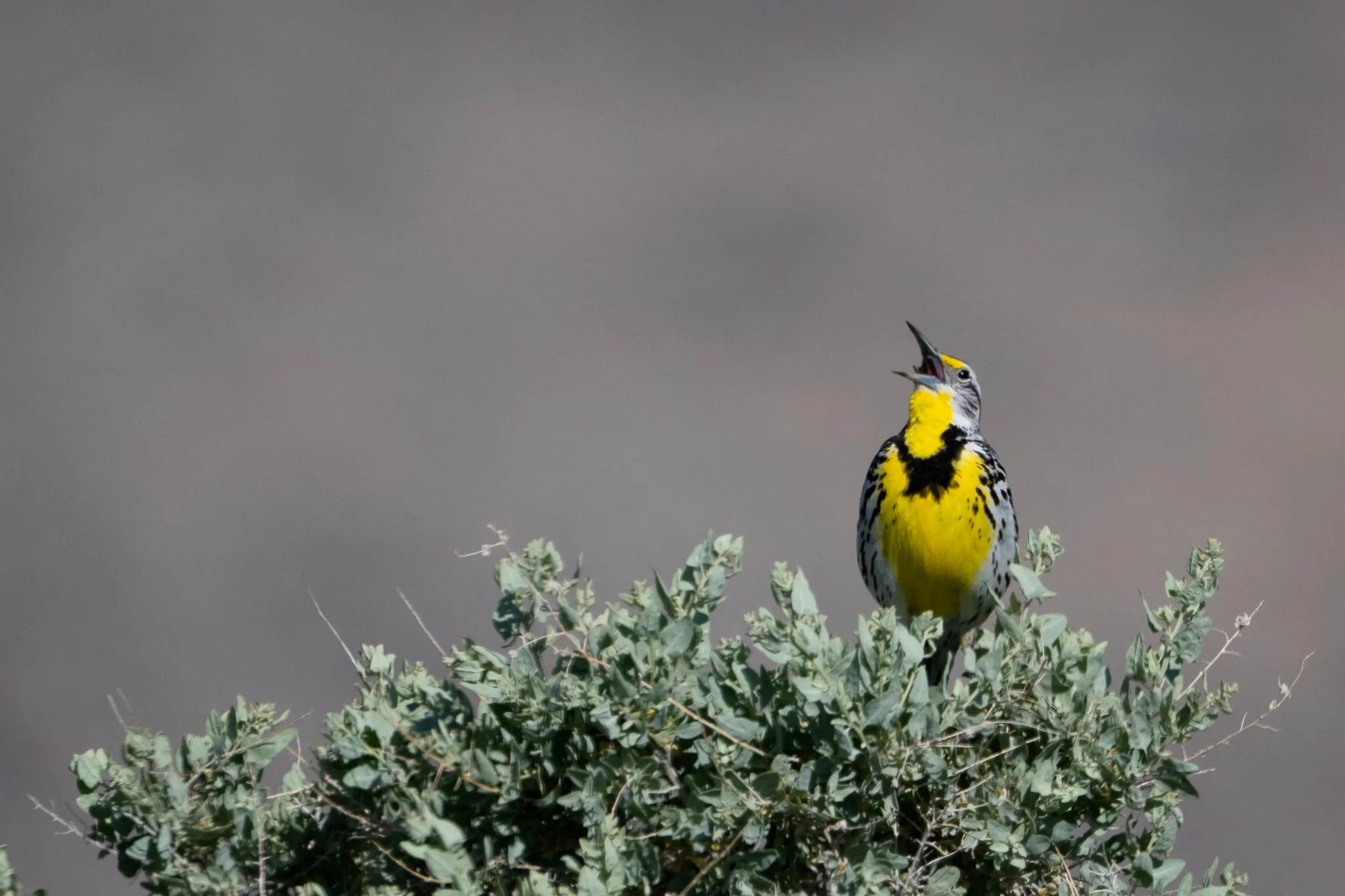 WEME_20250523_Bonham Ranch, NV-2.jpg